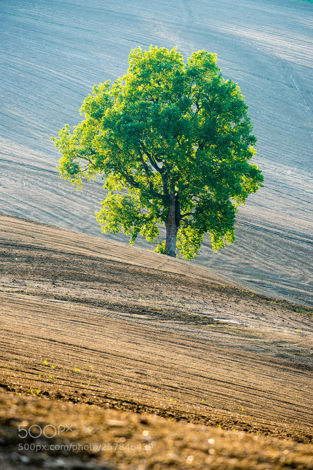 Nikon D750 sample photo. Quercia meravigliosa photography