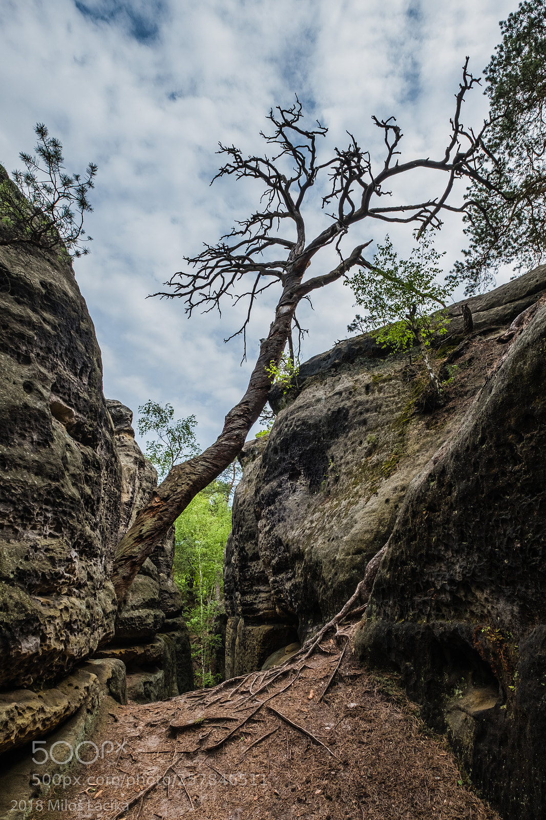 Fujifilm X-Pro2 sample photo. Lonely tree photography