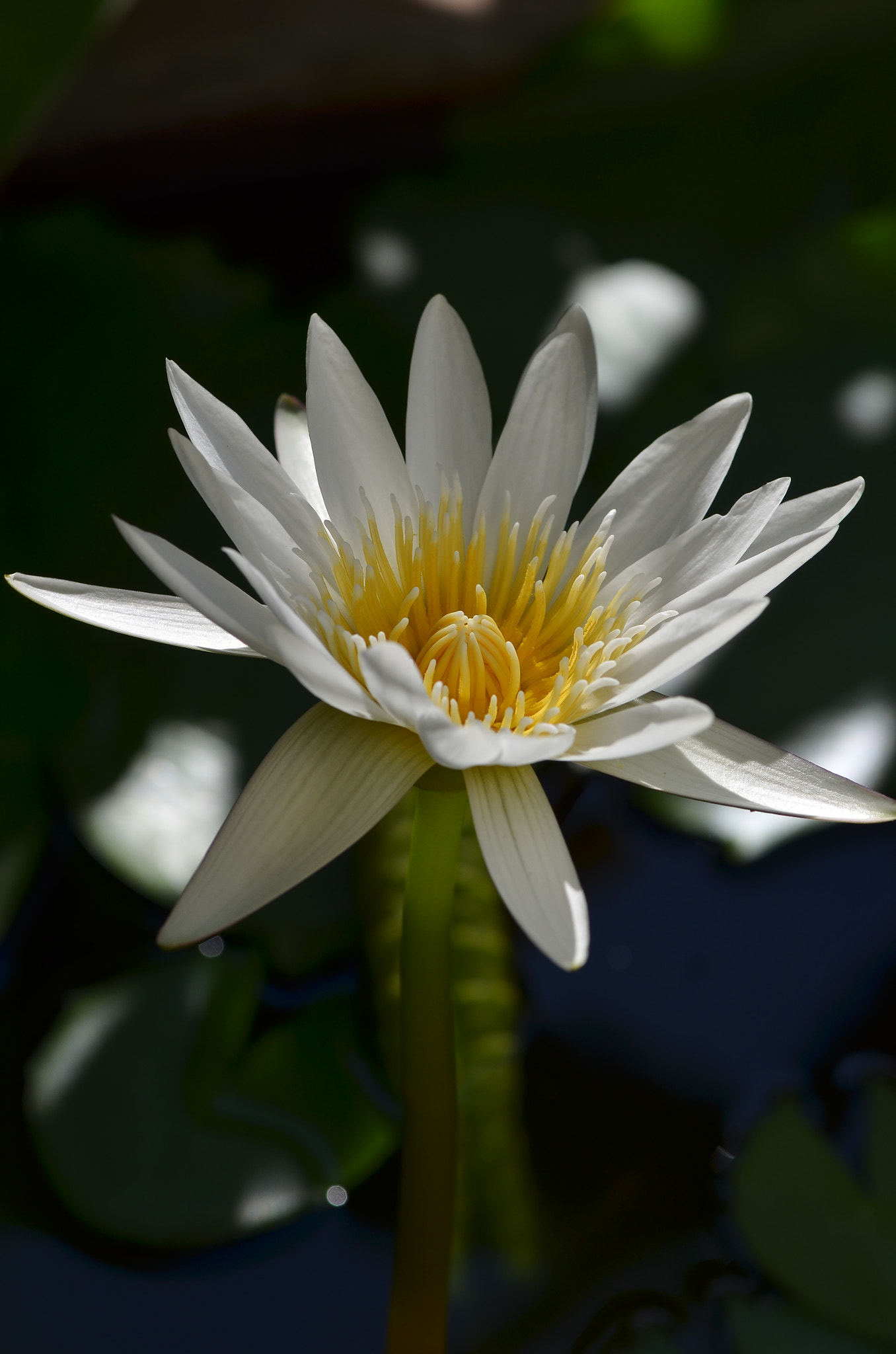 Nikon AF-S Micro-Nikkor 105mm F2.8G IF-ED VR sample photo. 209383939712 photography