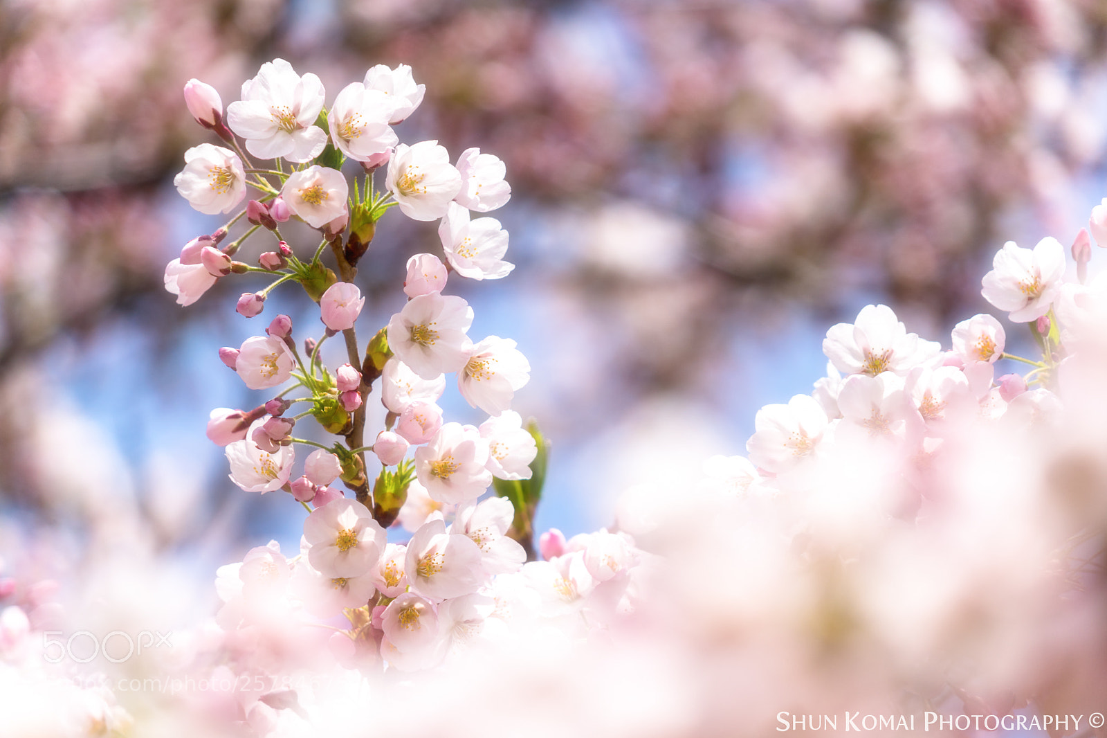 Sony a7 sample photo. The sign of spring photography