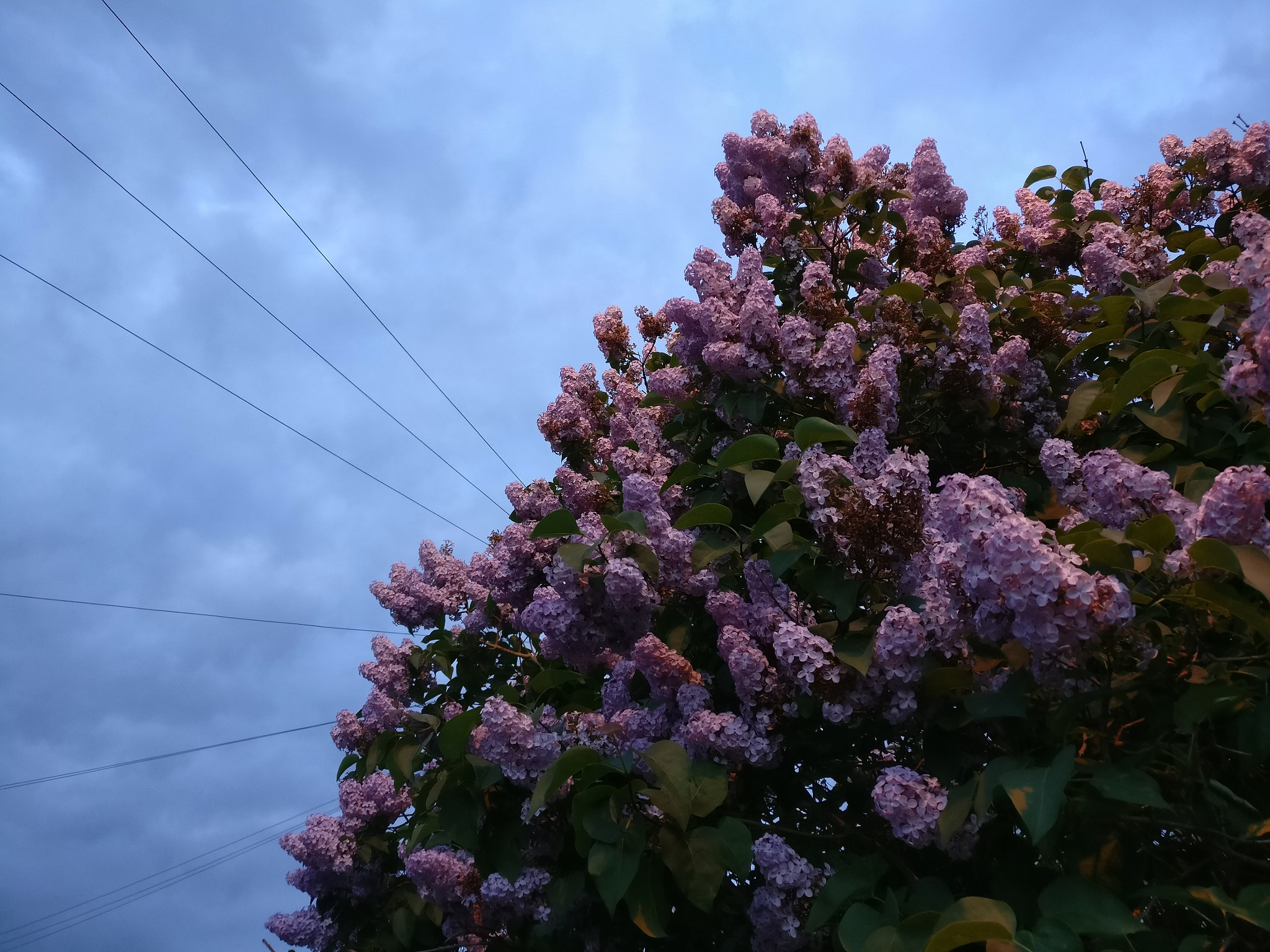 OnePlus A3000 sample photo. Dusk convergence photography