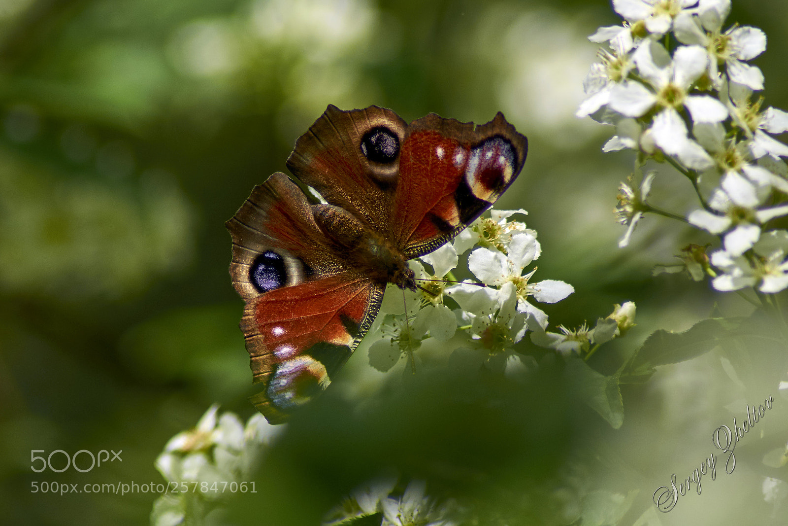 Nikon D7000 sample photo. Butterfly photography