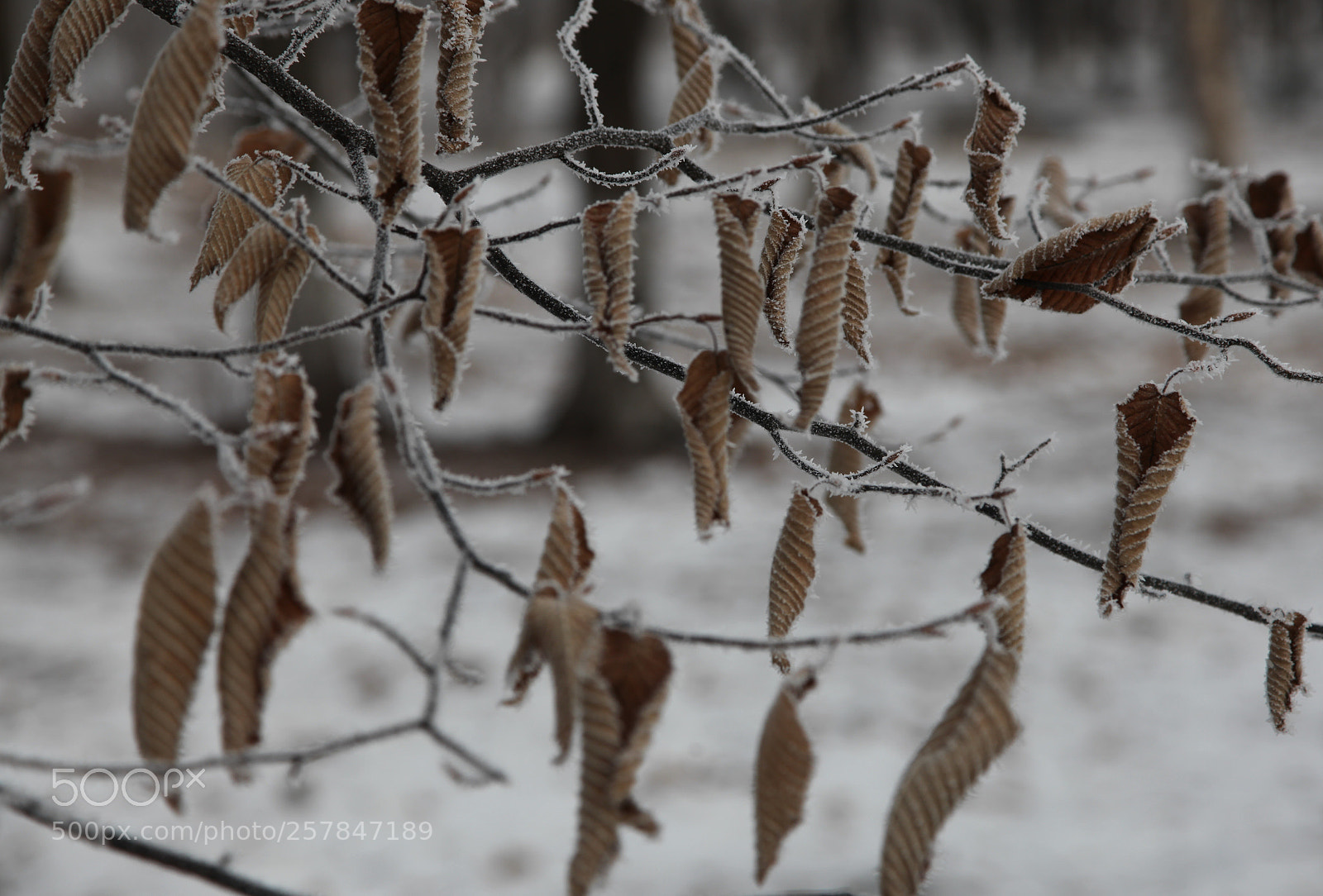 Canon EOS 5D Mark II sample photo. *** photography