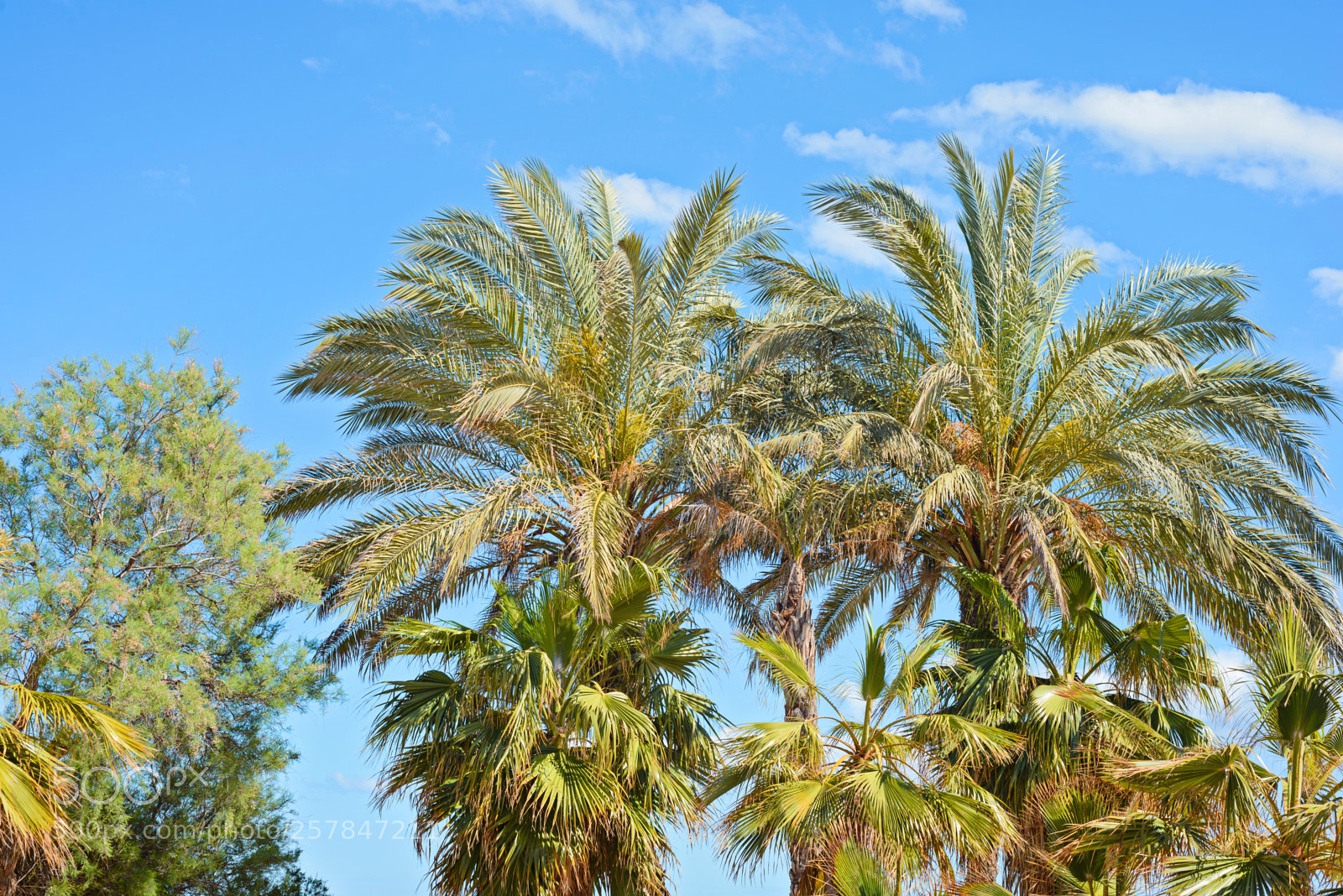 Nikon D600 sample photo. Palm tree tops against photography