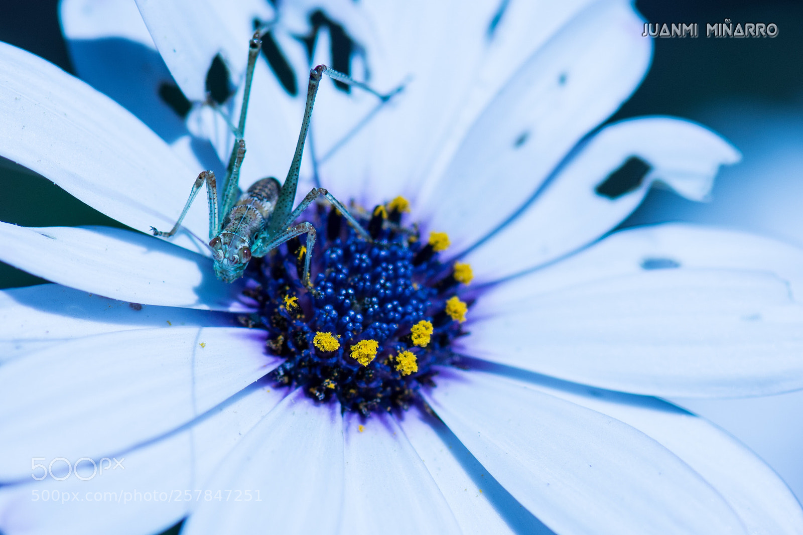 Nikon D7200 sample photo. Little grasshopper photography