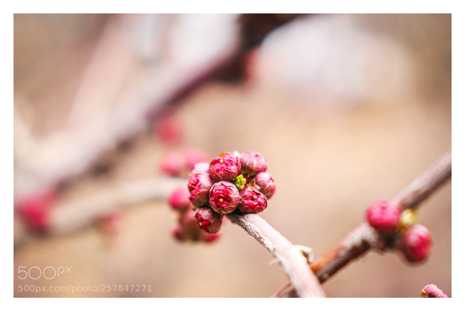 Canon EOS 800D (EOS Rebel T7i / EOS Kiss X9i) sample photo. 花簇 photography