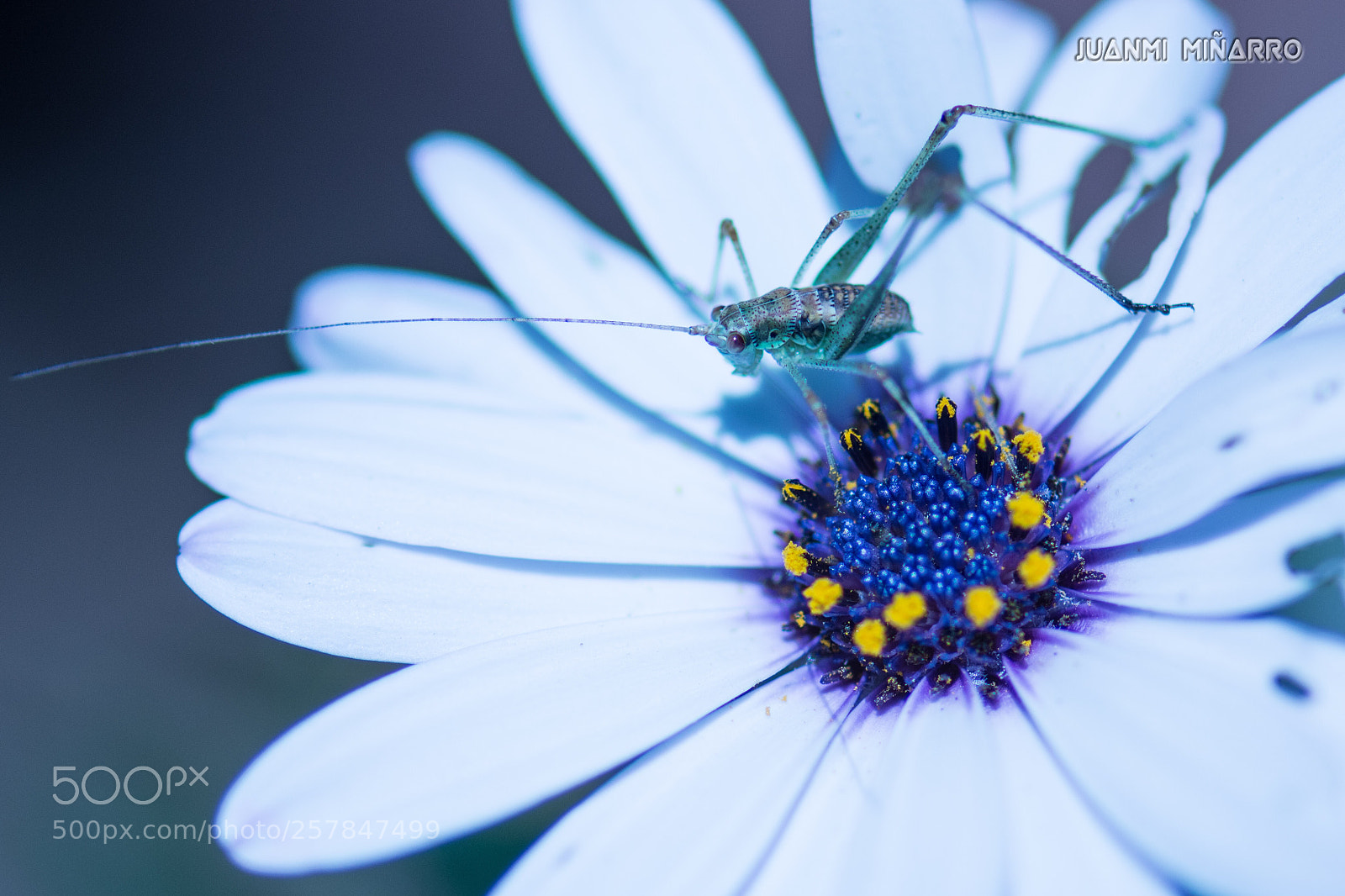 Nikon D7200 sample photo. Little grasshopper photography