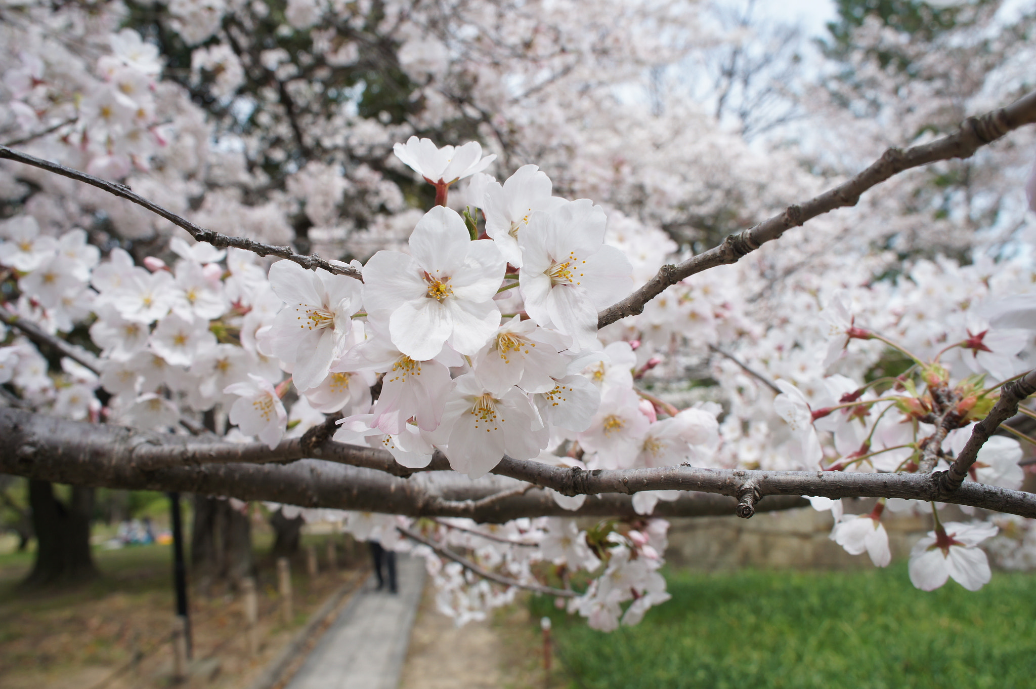 Sony Alpha NEX-C3 sample photo. Địa điểm du học nhật bản 2 photography