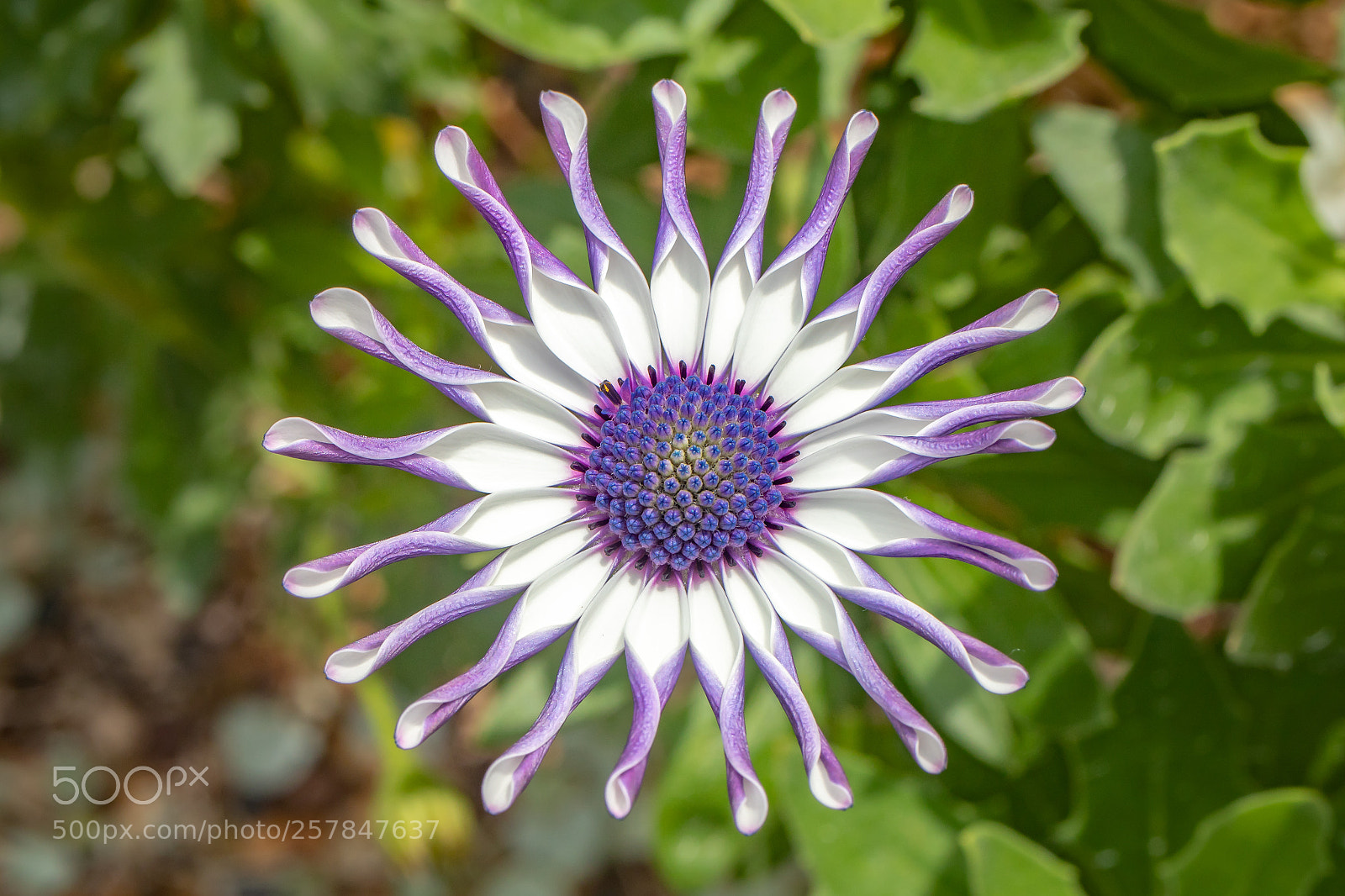 Canon EOS 80D sample photo. "gear" photography