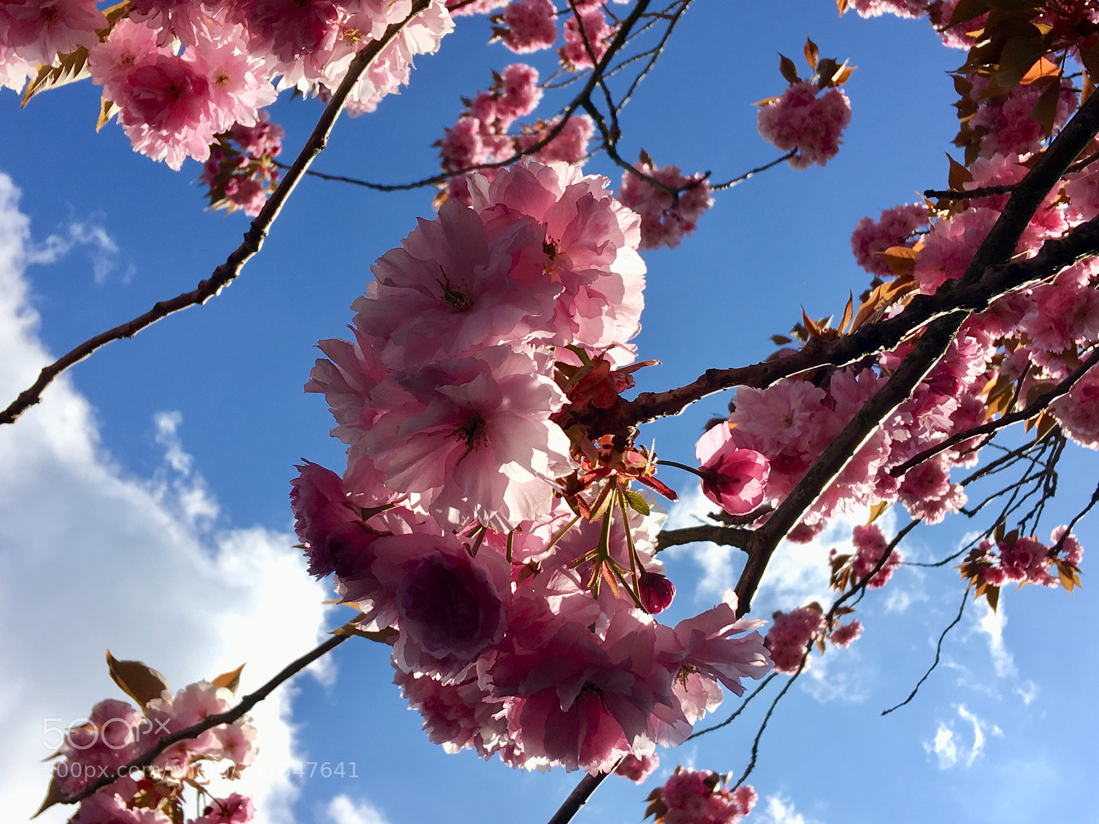Apple iPhone SE sample photo. Pink and blue photography