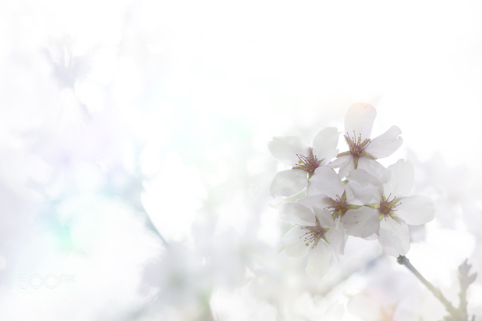 Nikon D800 sample photo. Brightly springtime photography