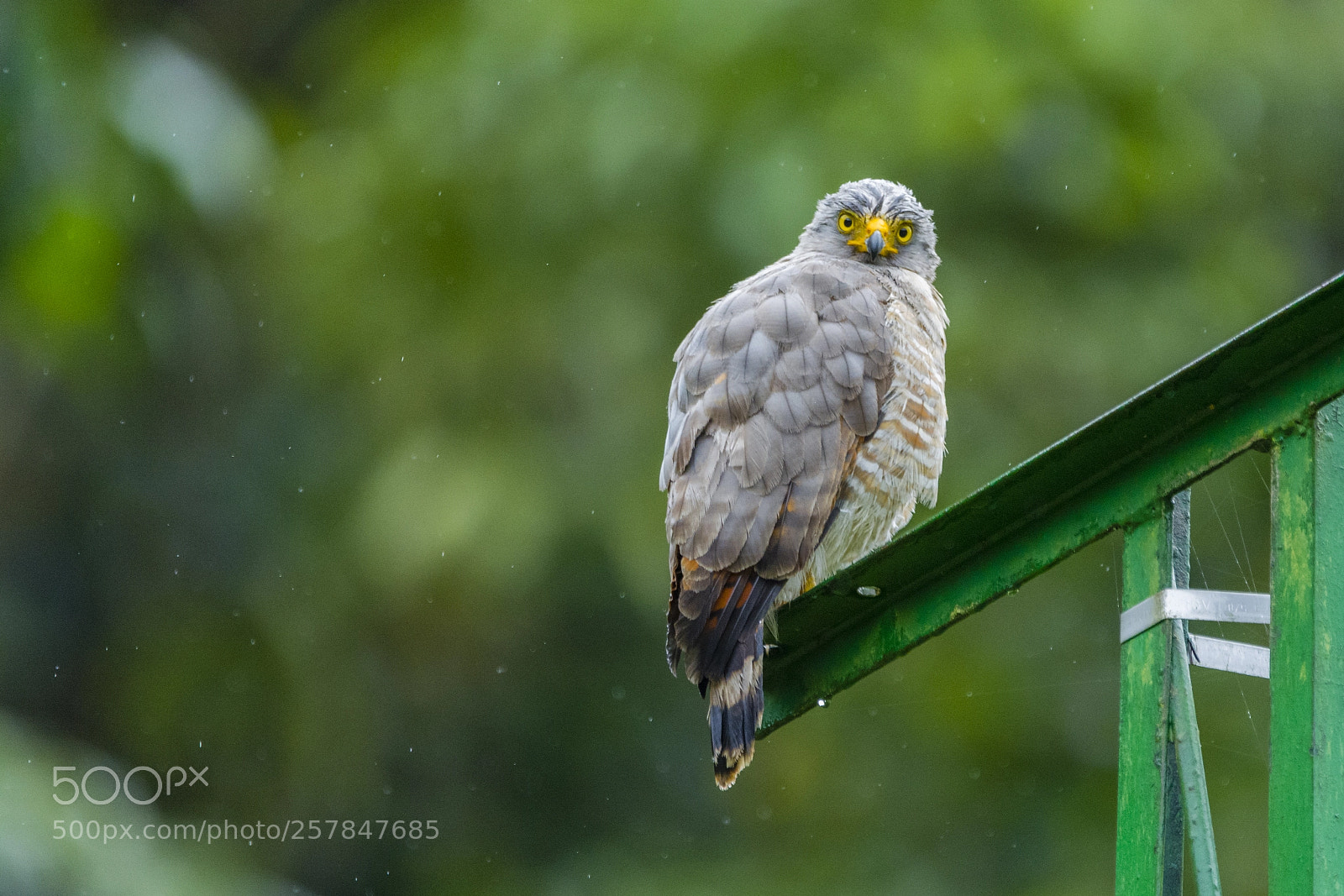 Nikon D7100 sample photo. Roadside hawk photography