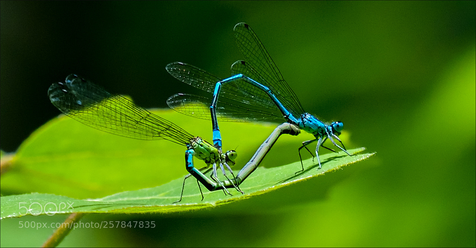 Nikon D500 sample photo. Azuurwaterjuffer photography