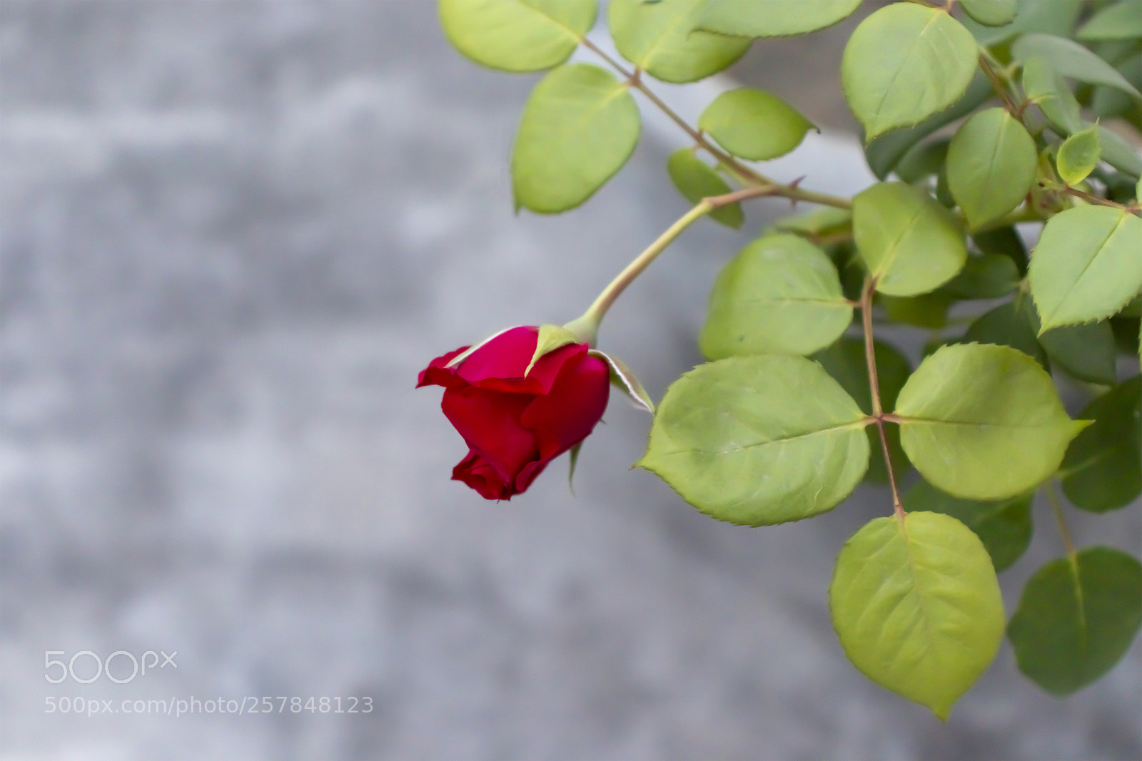 Canon EOS 200D (EOS Rebel SL2 / EOS Kiss X9) sample photo. Red rose at my photography
