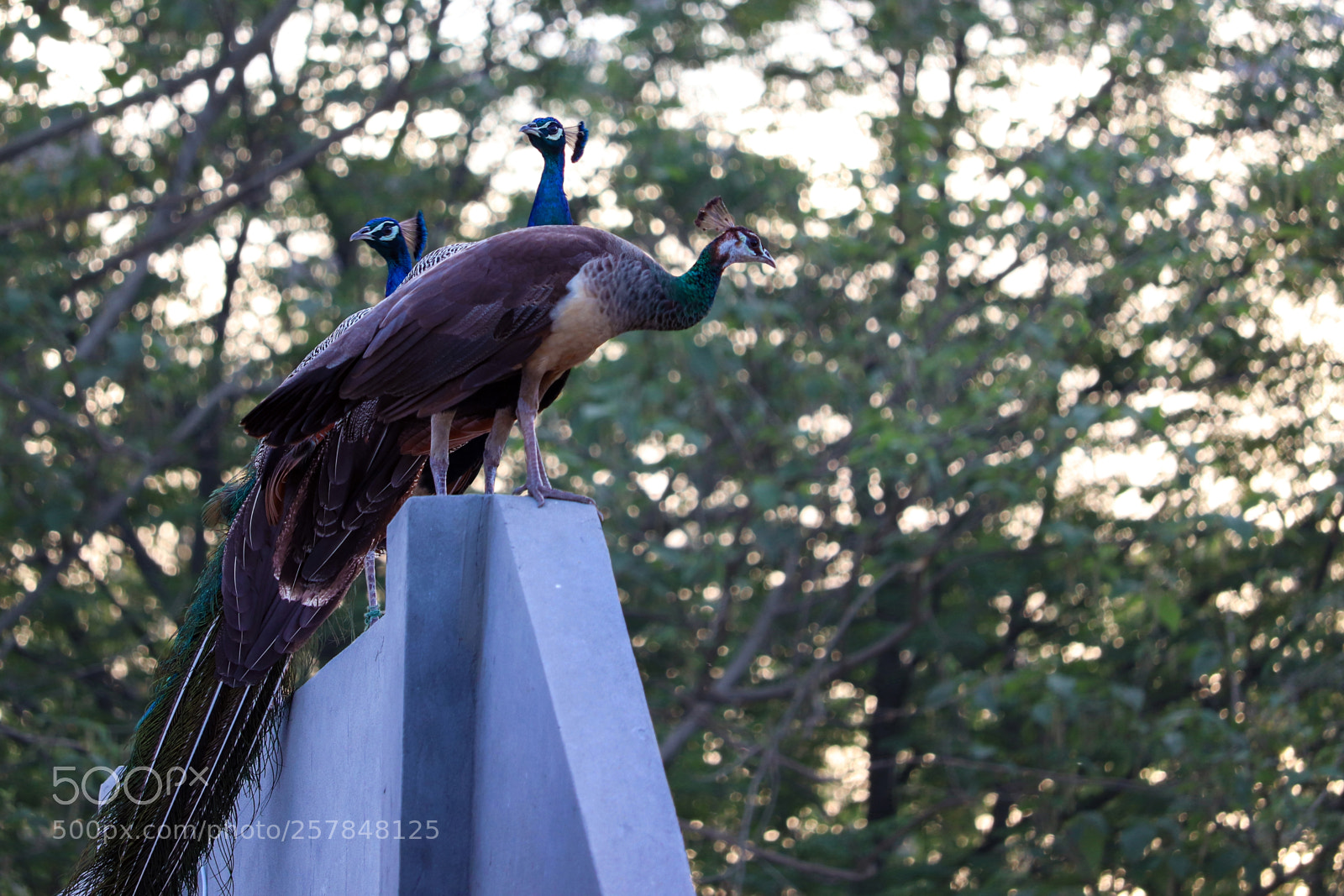 Canon EOS 200D (EOS Rebel SL2 / EOS Kiss X9) sample photo. Two peacocks and a photography