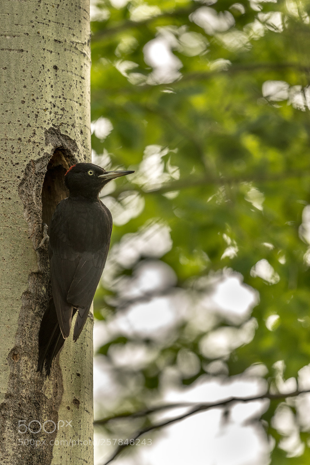 Canon EOS-1D X Mark II sample photo. Black woodpecker photography