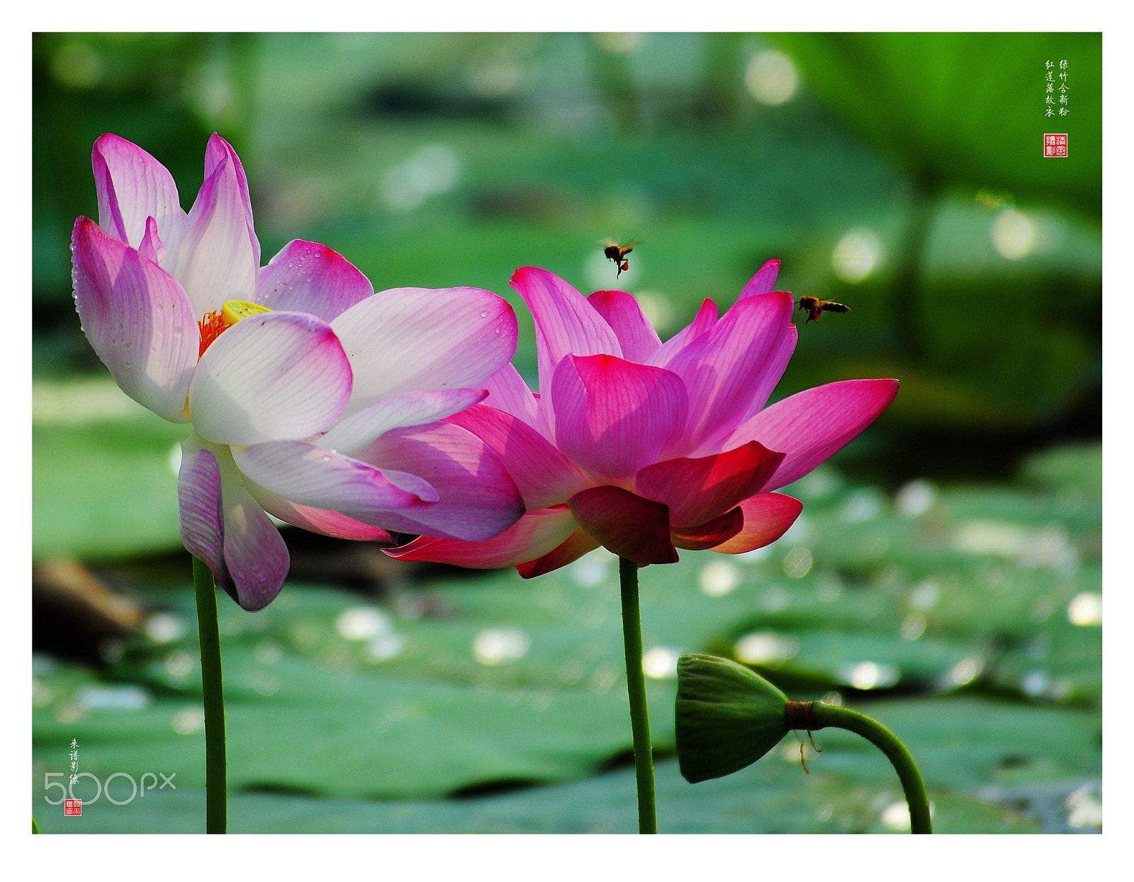 Nikon D700 sample photo. Jpg photography