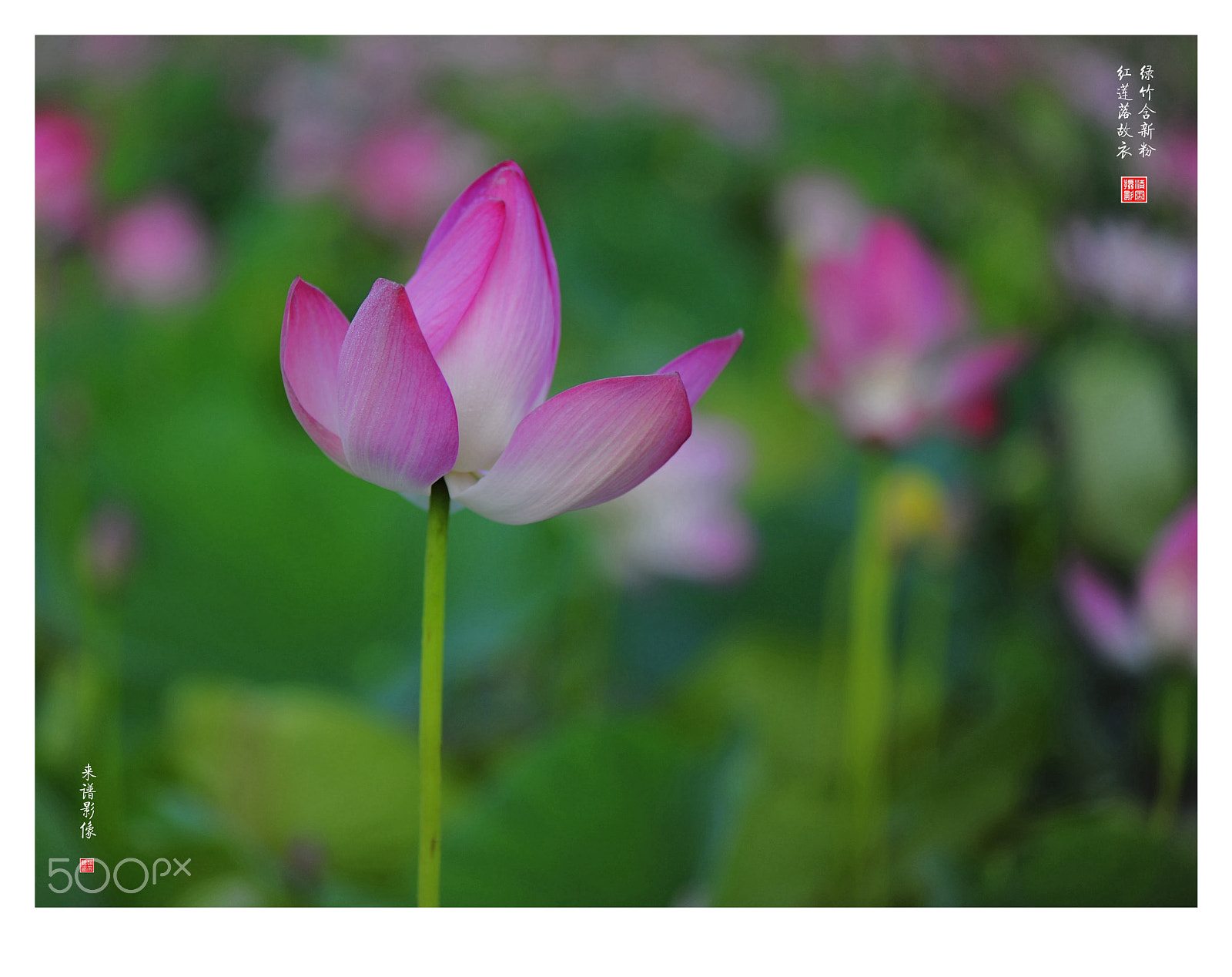 Nikon AF-S Micro-Nikkor 105mm F2.8G IF-ED VR sample photo. Jpg photography