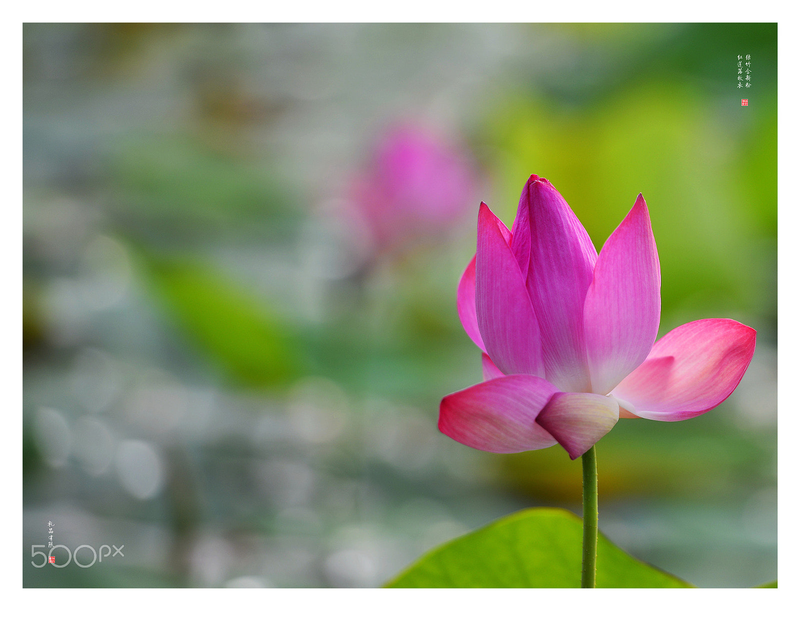 Nikon AF-S Nikkor 70-200mm F2.8G ED VR II sample photo. Jpg photography