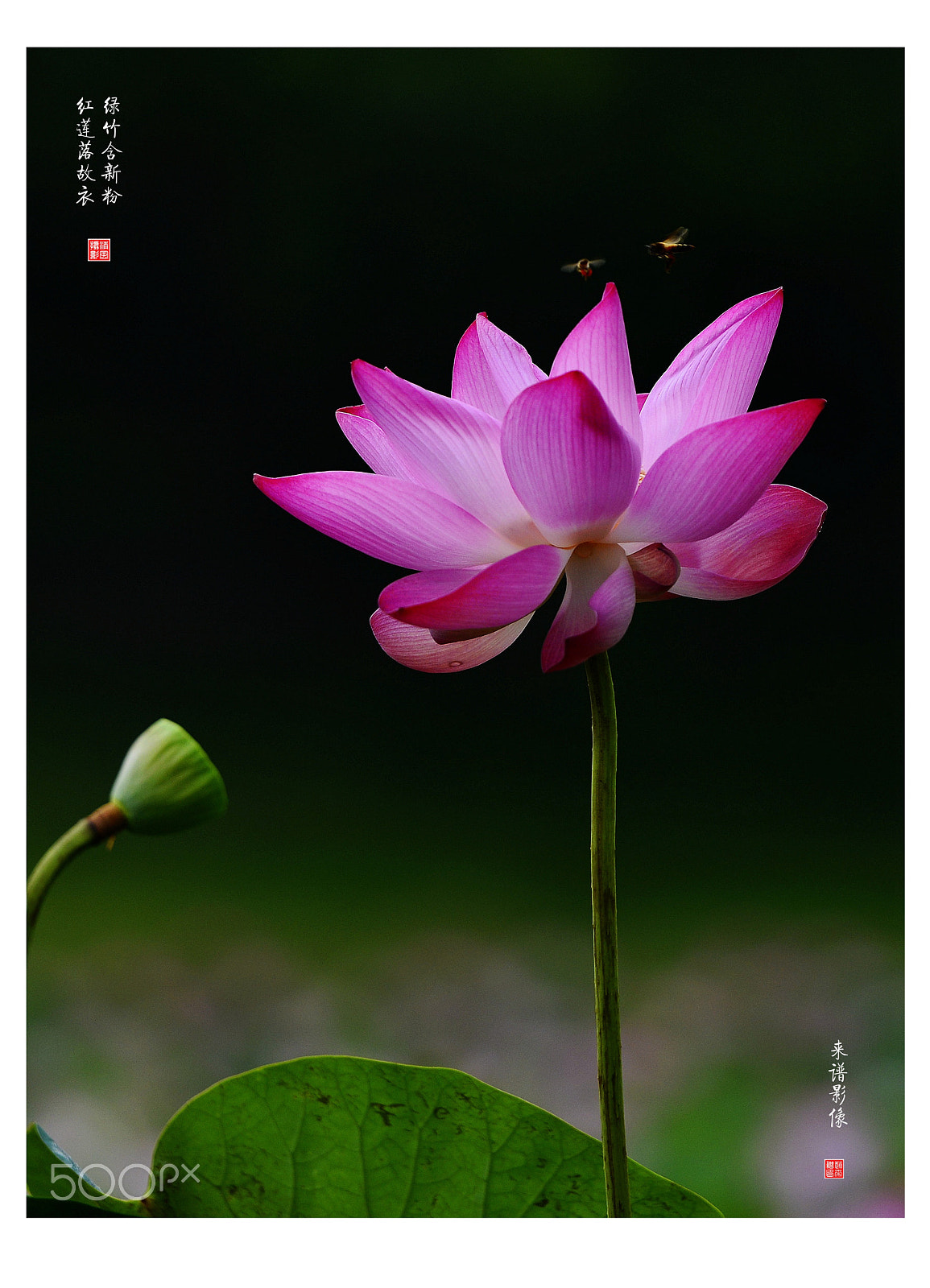 Nikon AF-S Nikkor 70-200mm F2.8G ED VR II sample photo. Jpg photography