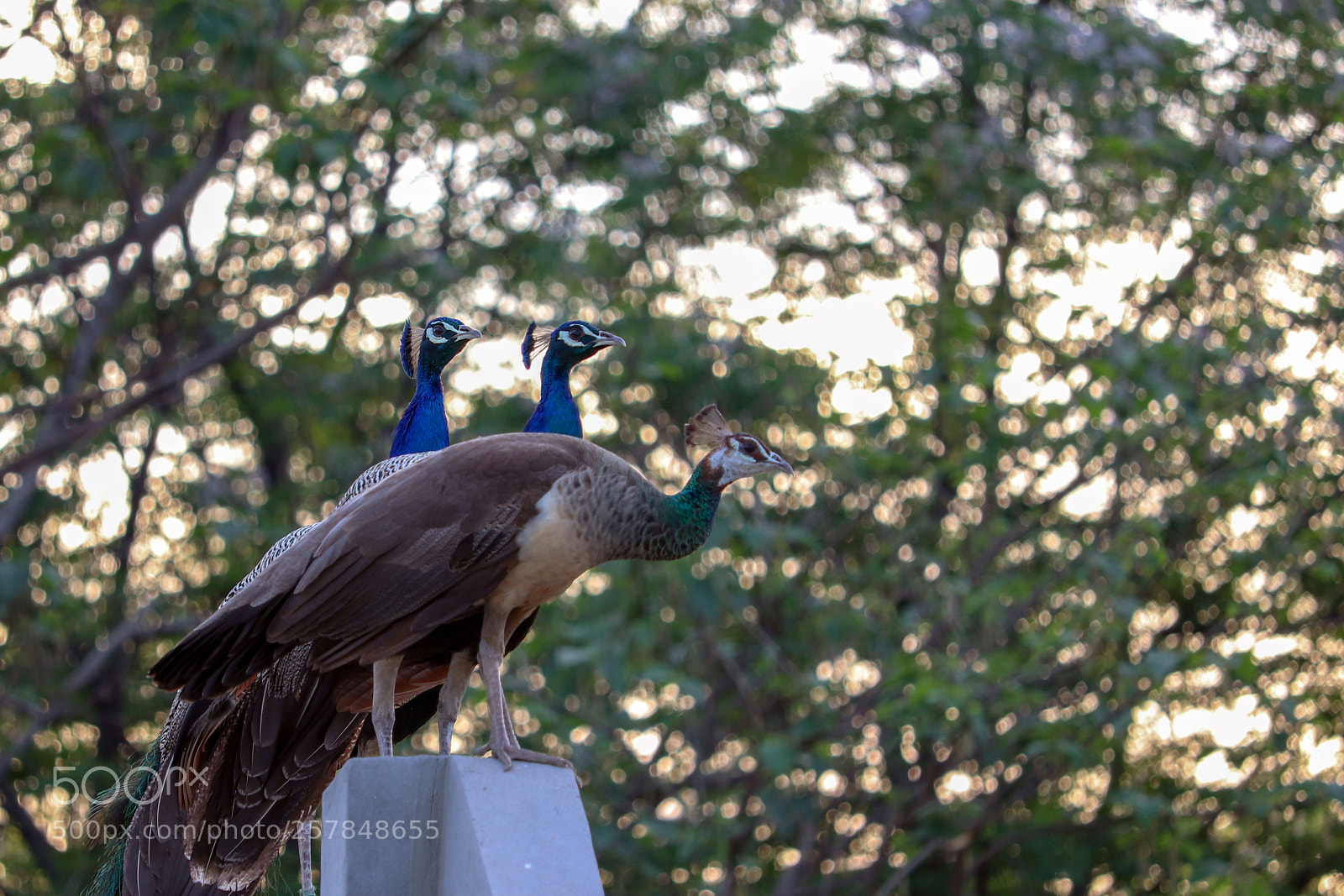 Canon EOS 200D (EOS Rebel SL2 / EOS Kiss X9) sample photo. Two peacocks and a photography
