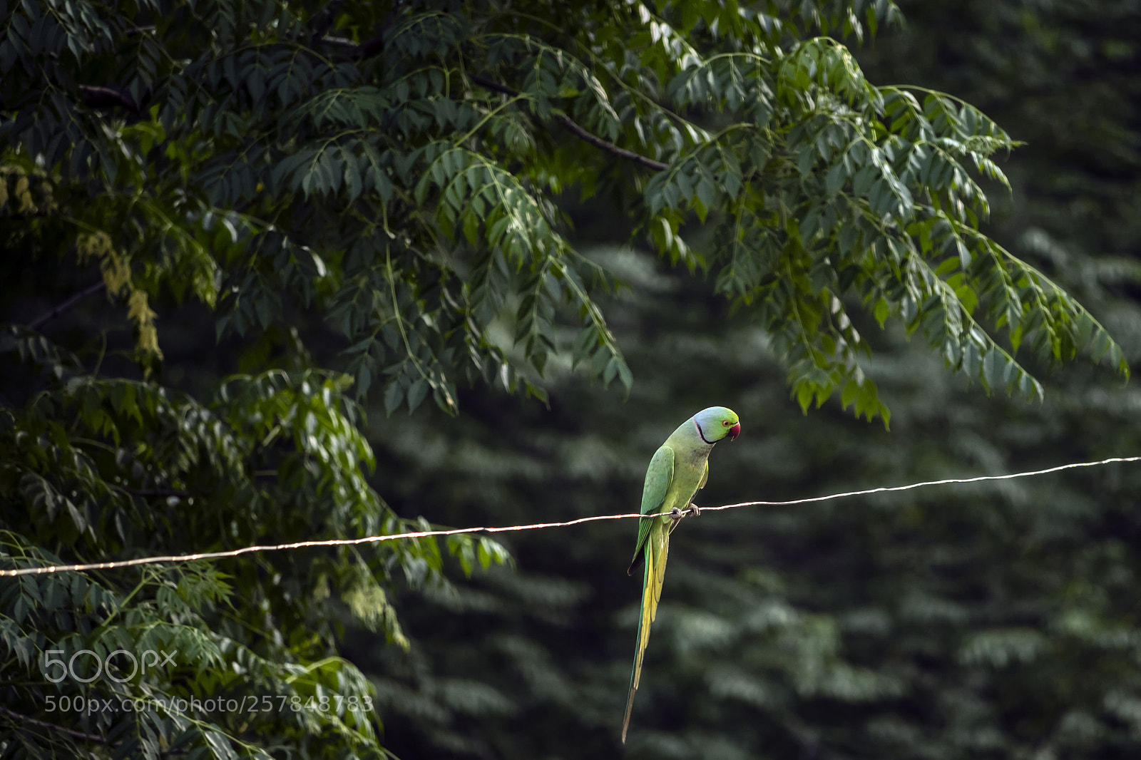 Canon EOS 200D (EOS Rebel SL2 / EOS Kiss X9) sample photo. A parrot on a photography