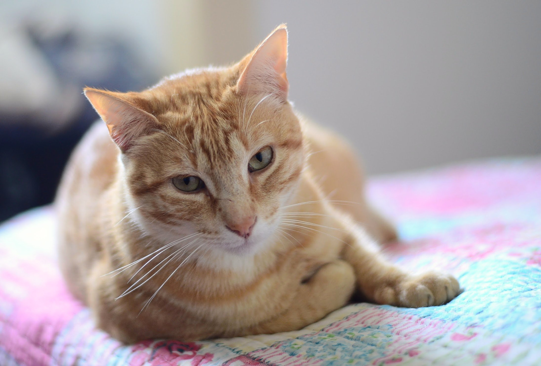 Nikon D7000 + Nikon AF-S Nikkor 50mm F1.8G sample photo. 2018-05-14_09-16-01 photography