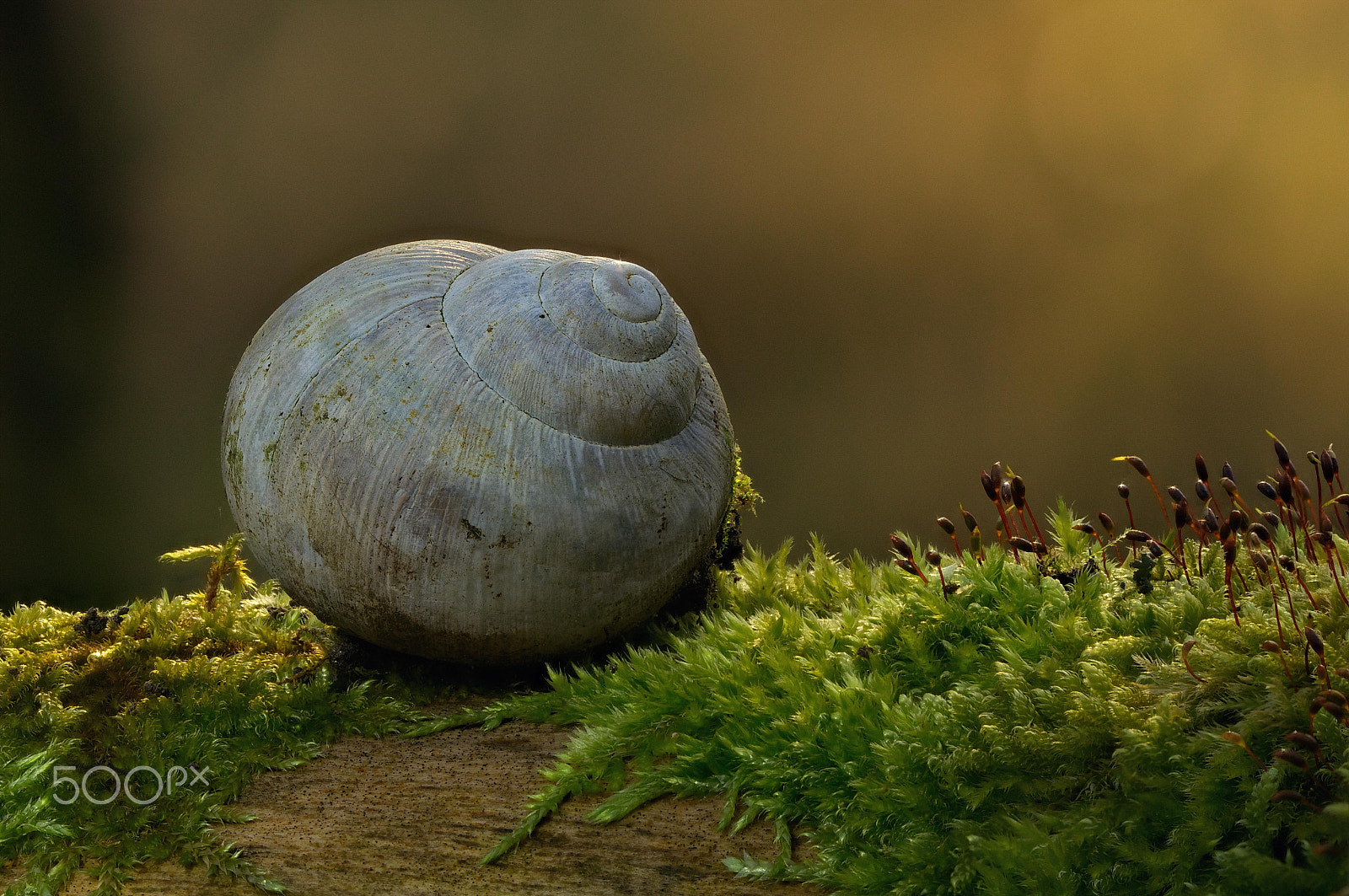 Tamron SP 90mm F2.8 Di VC USD 1:1 Macro sample photo. Schneckenhaus photography