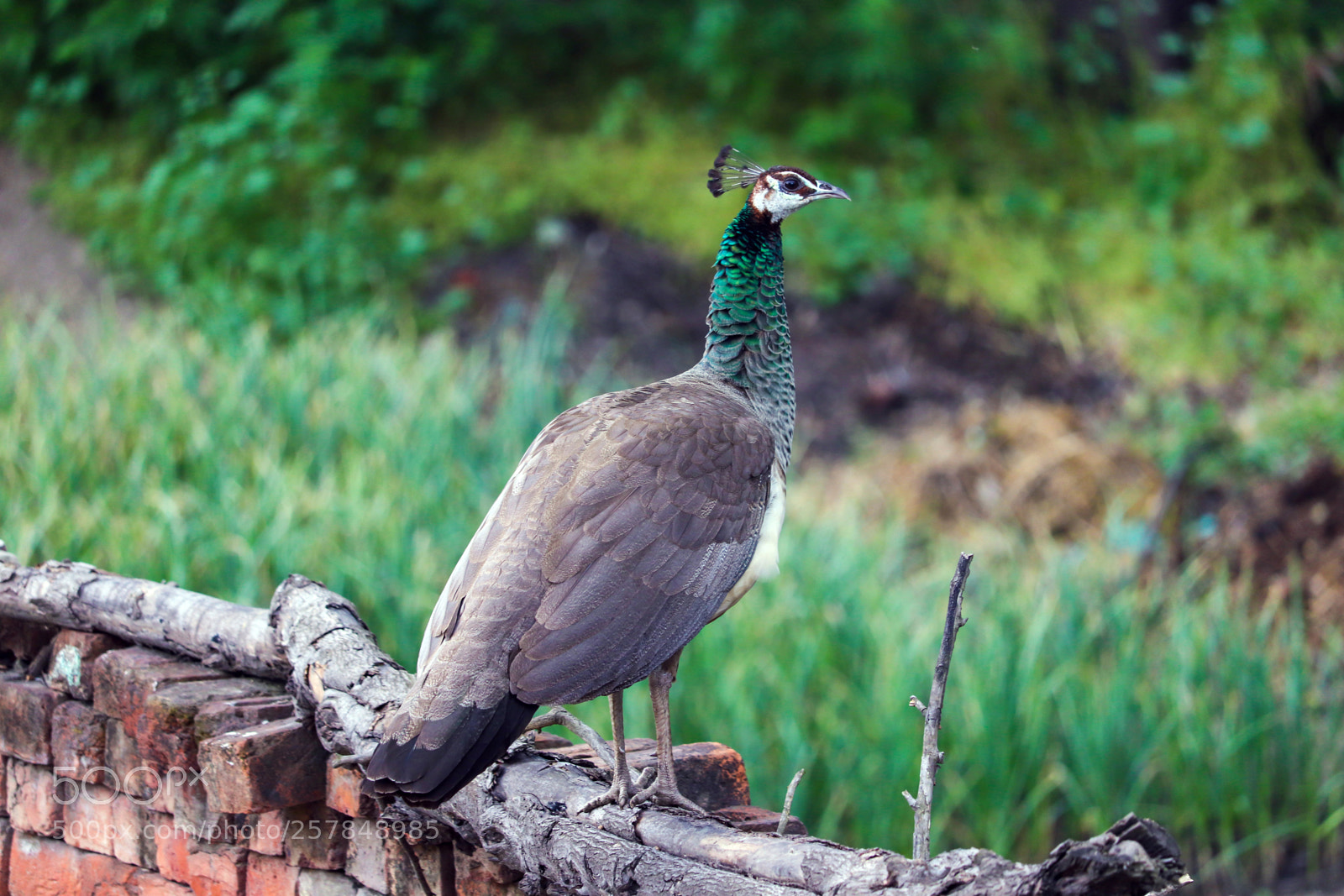 Canon EOS 200D (EOS Rebel SL2 / EOS Kiss X9) sample photo. A peahen outside my photography