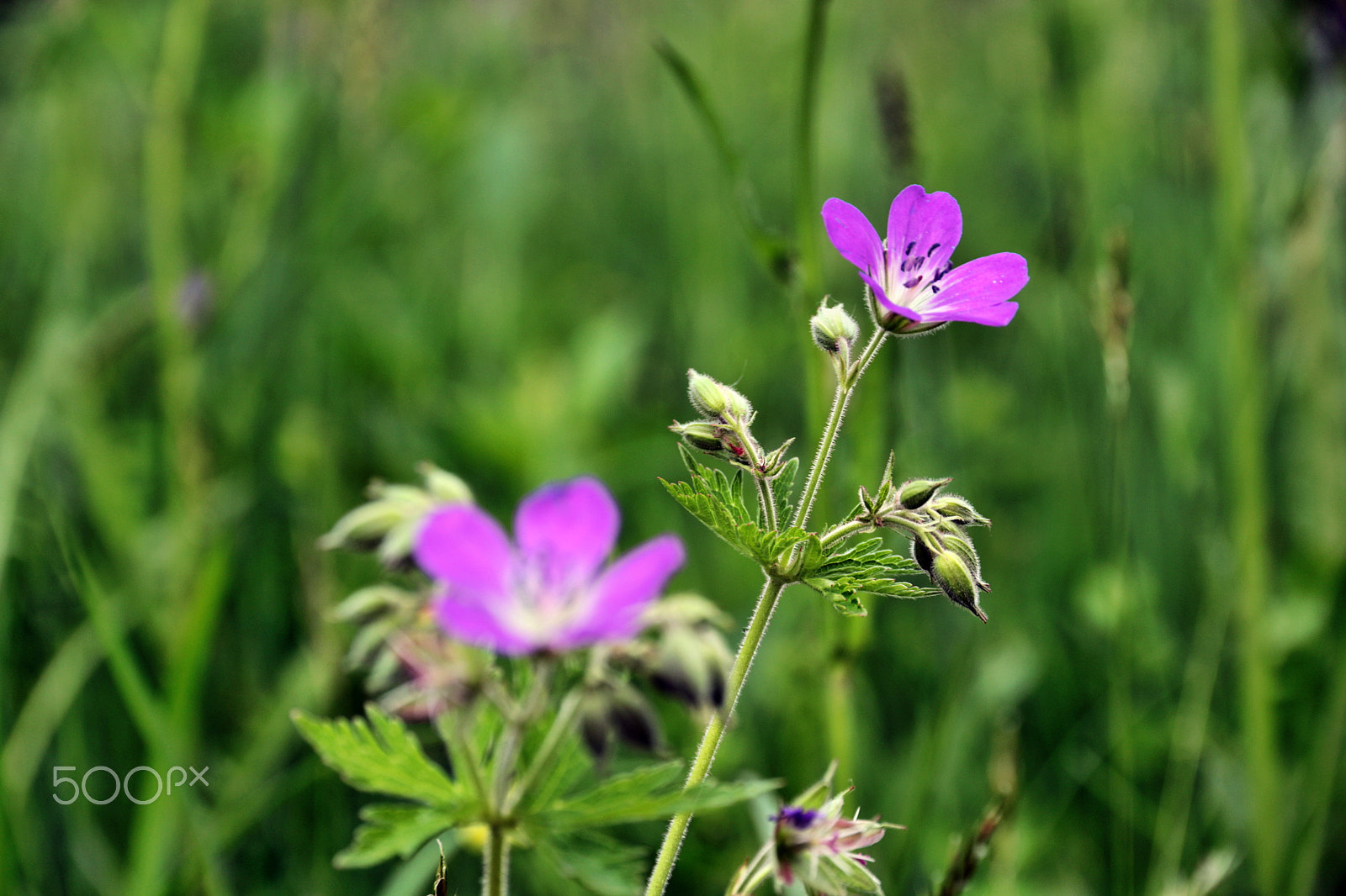 Canon EOS 7D Mark II sample photo. At the mercy of the swissalps fields photography