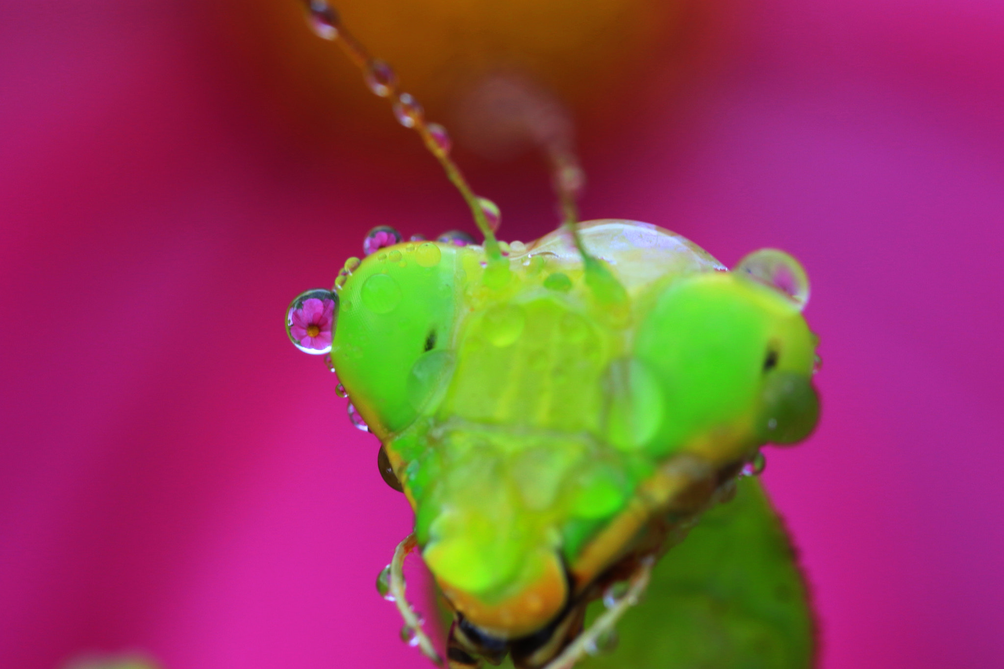 Canon MP-E 65mm F2.5 1-5x Macro Photo sample photo. Eyes×drops photography