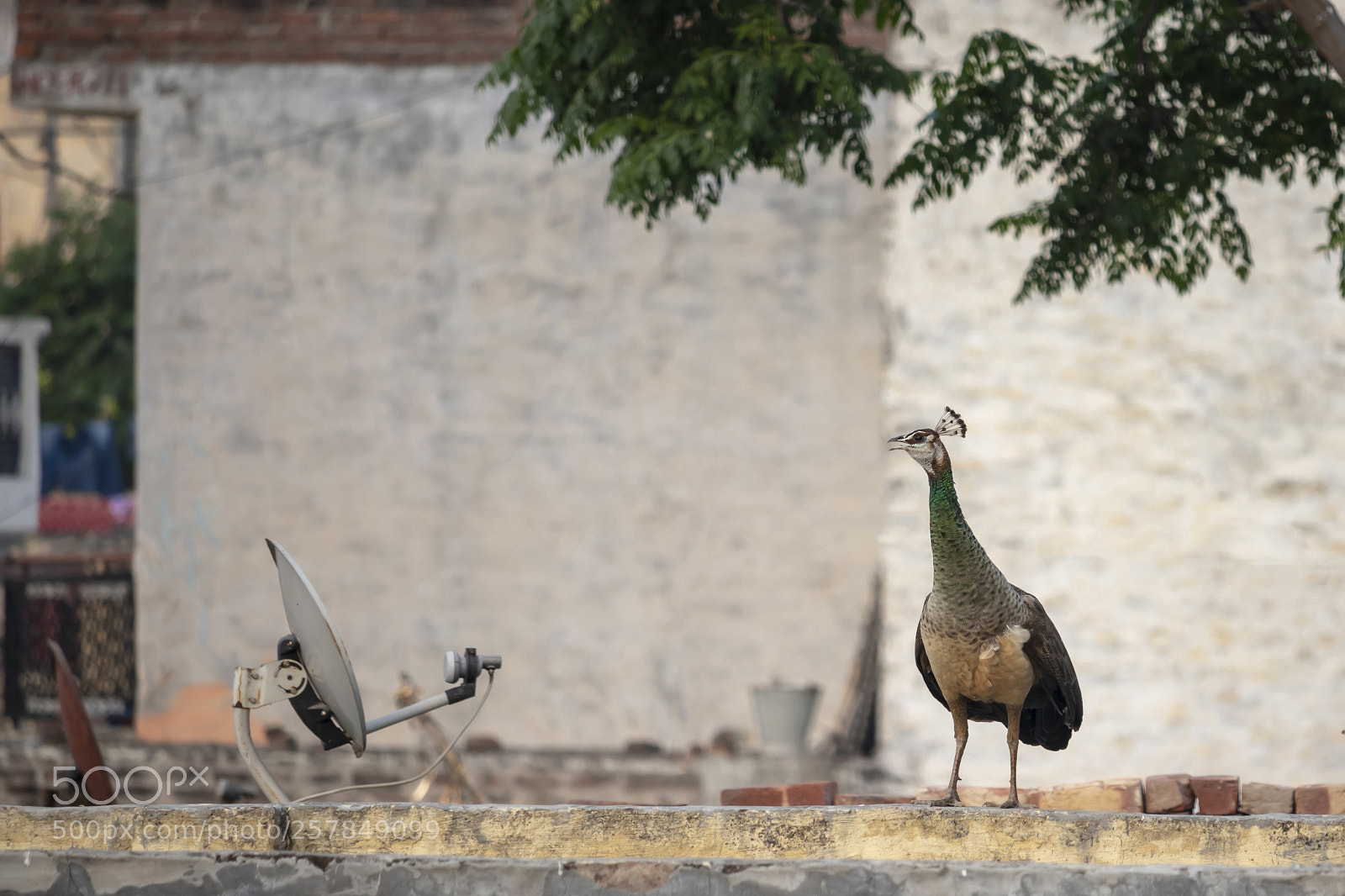 Canon EOS 200D (EOS Rebel SL2 / EOS Kiss X9) sample photo. A peahen roaming around photography