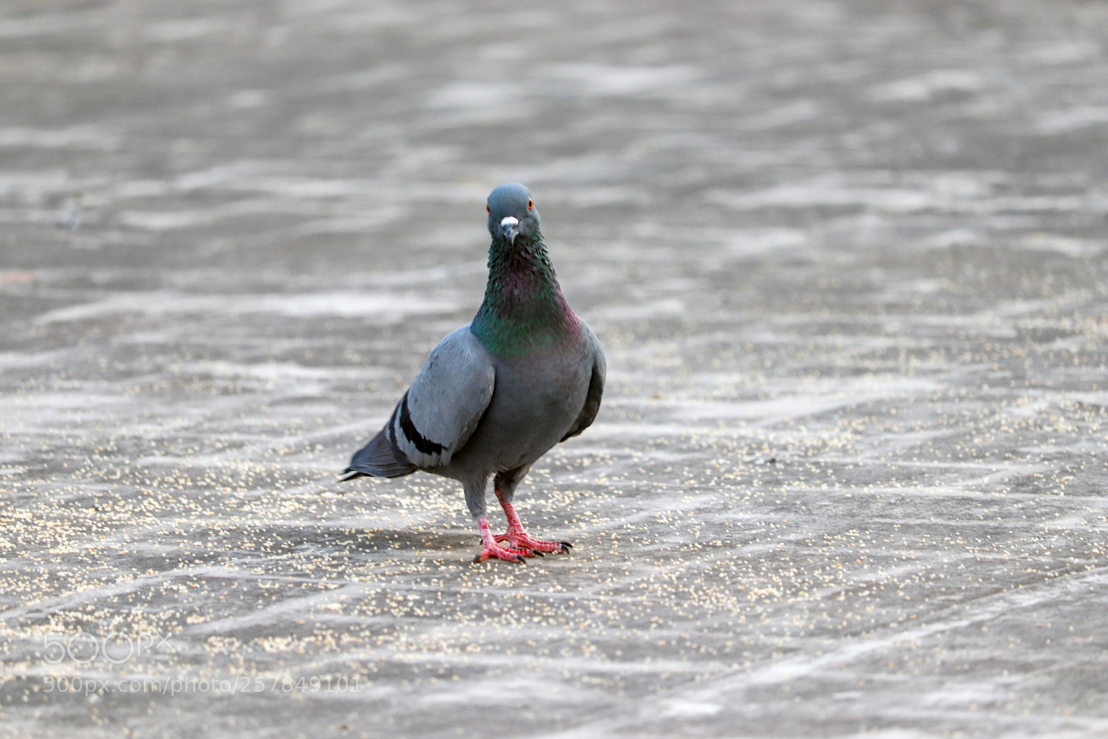 Canon EOS 200D (EOS Rebel SL2 / EOS Kiss X9) sample photo. A pigeon at my photography