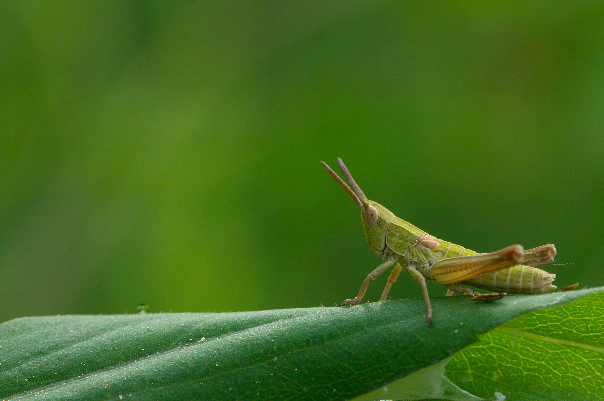 Tamron SP 90mm F2.8 Di VC USD 1:1 Macro sample photo. Flip photography