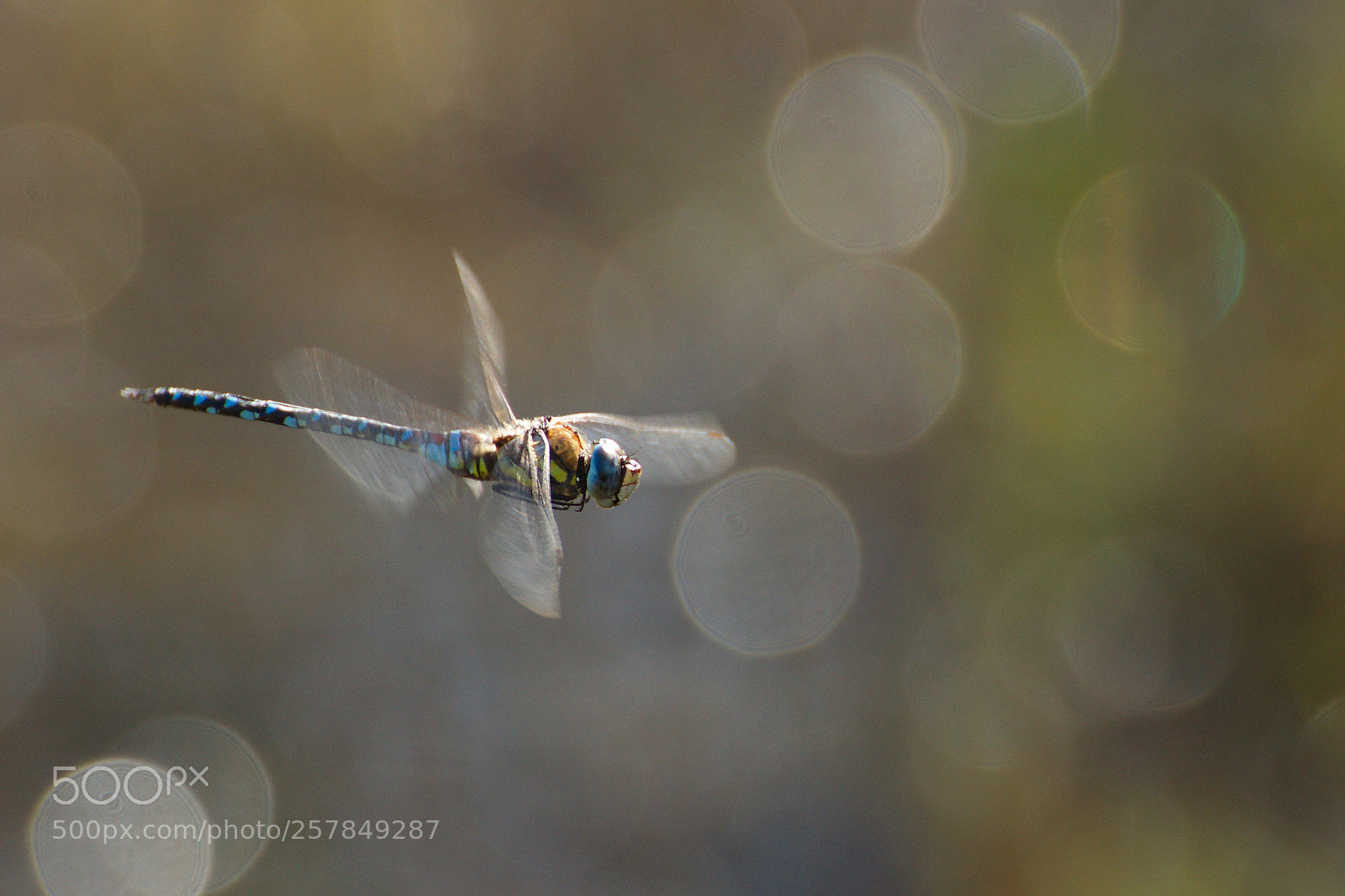 Sony SLT-A77 sample photo. Libelle im flug photography
