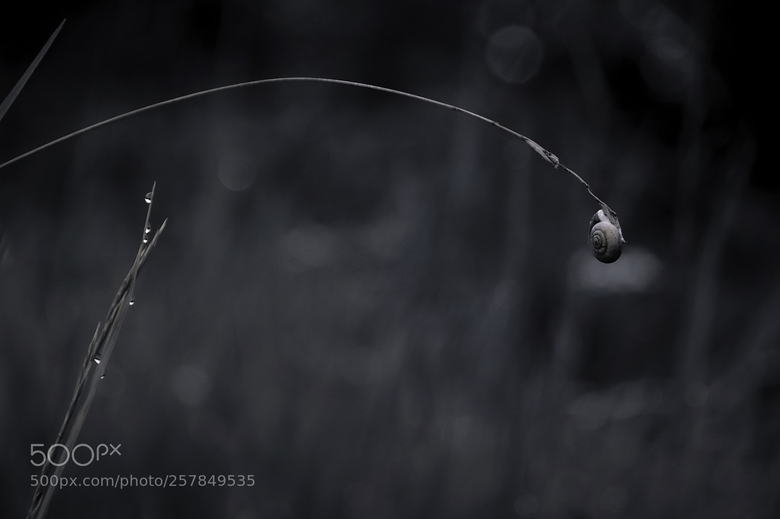 Nikon D610 sample photo. Universal gravitation photography