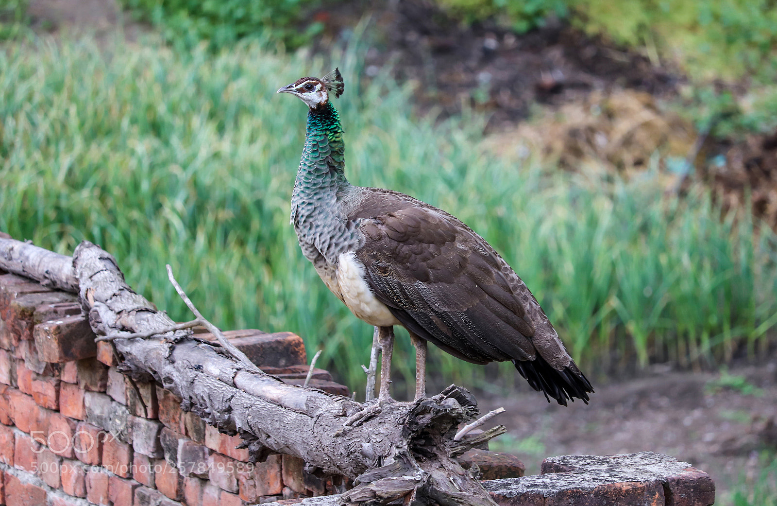 Canon EOS 200D (EOS Rebel SL2 / EOS Kiss X9) sample photo. An indian peahen photography