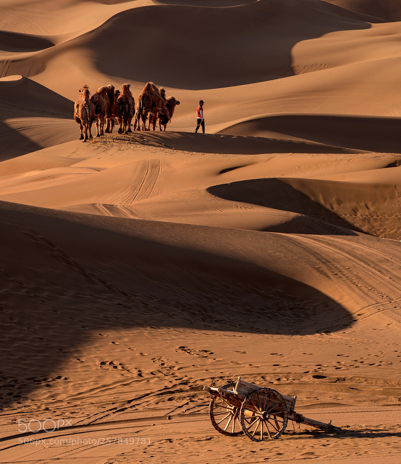 Canon EOS-1D X Mark II sample photo. The desert camel team photography