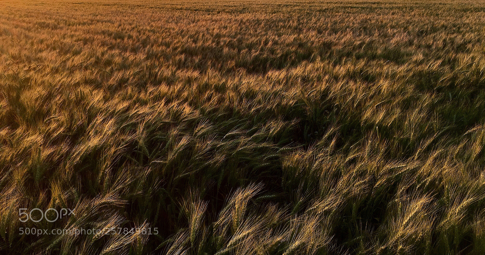 Apple iPhone SE sample photo. Golden wheat photography