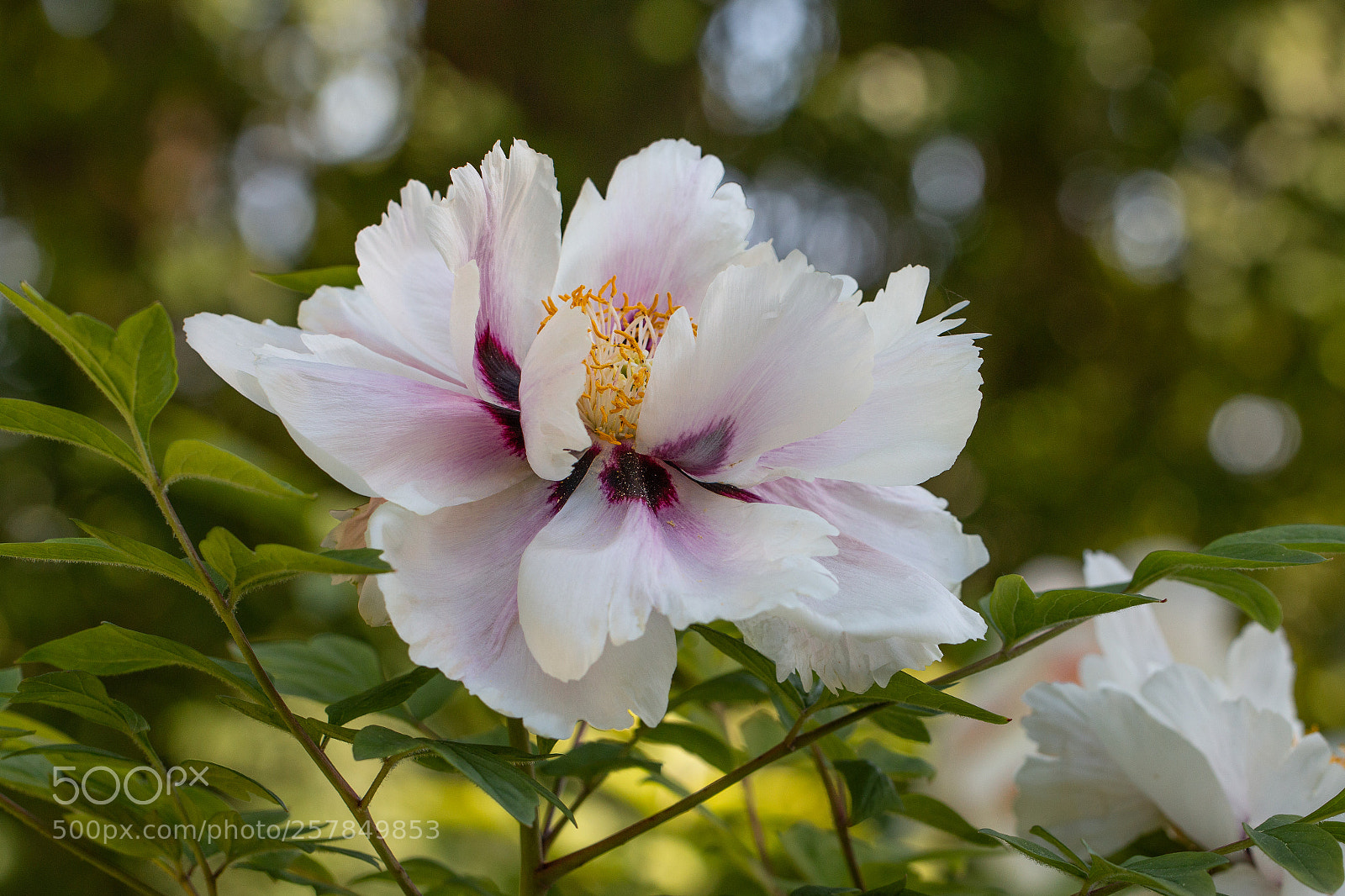 Canon EOS 70D sample photo. A happy day photography