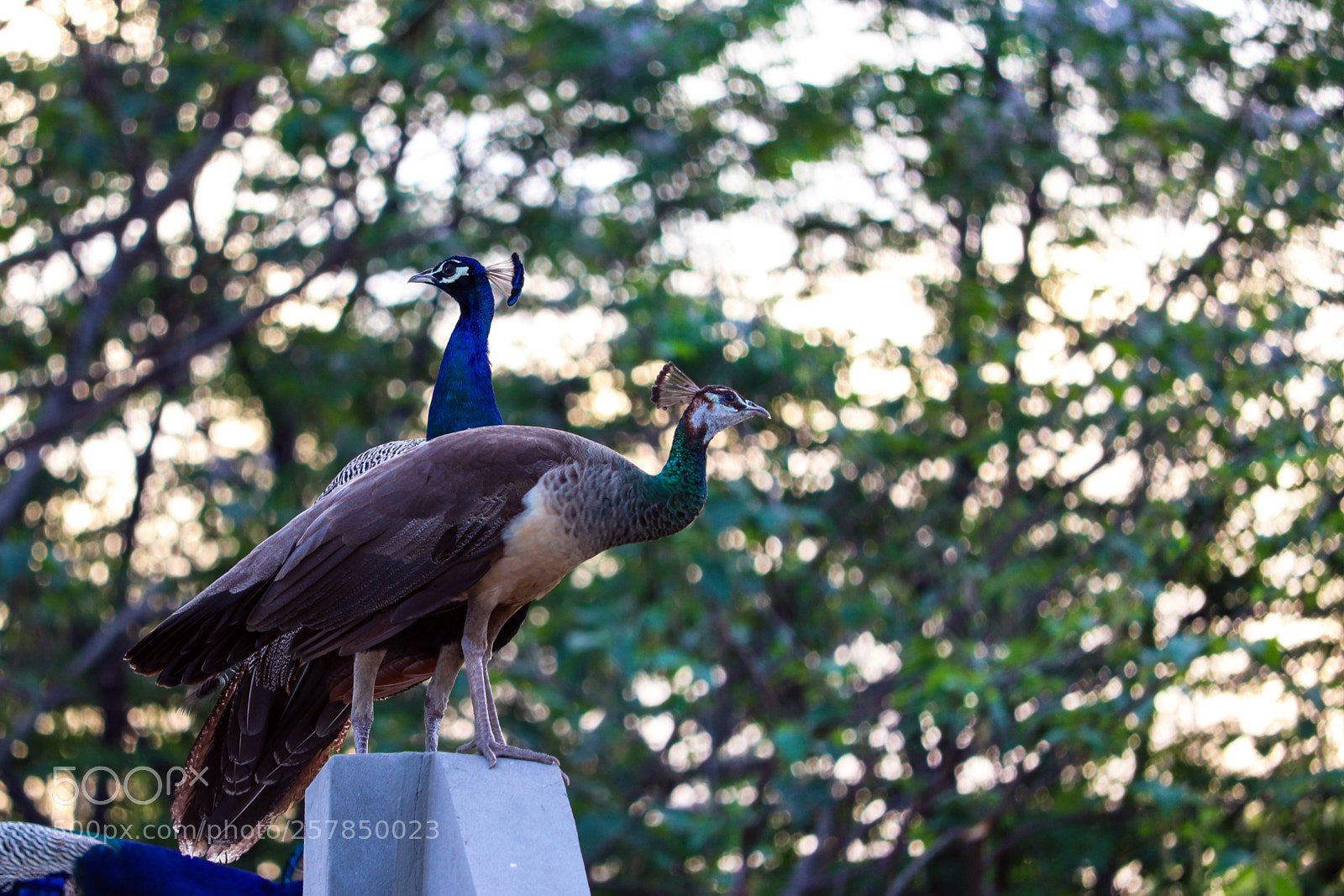 Canon EOS 200D (EOS Rebel SL2 / EOS Kiss X9) sample photo. Indian peacock and peahen photography
