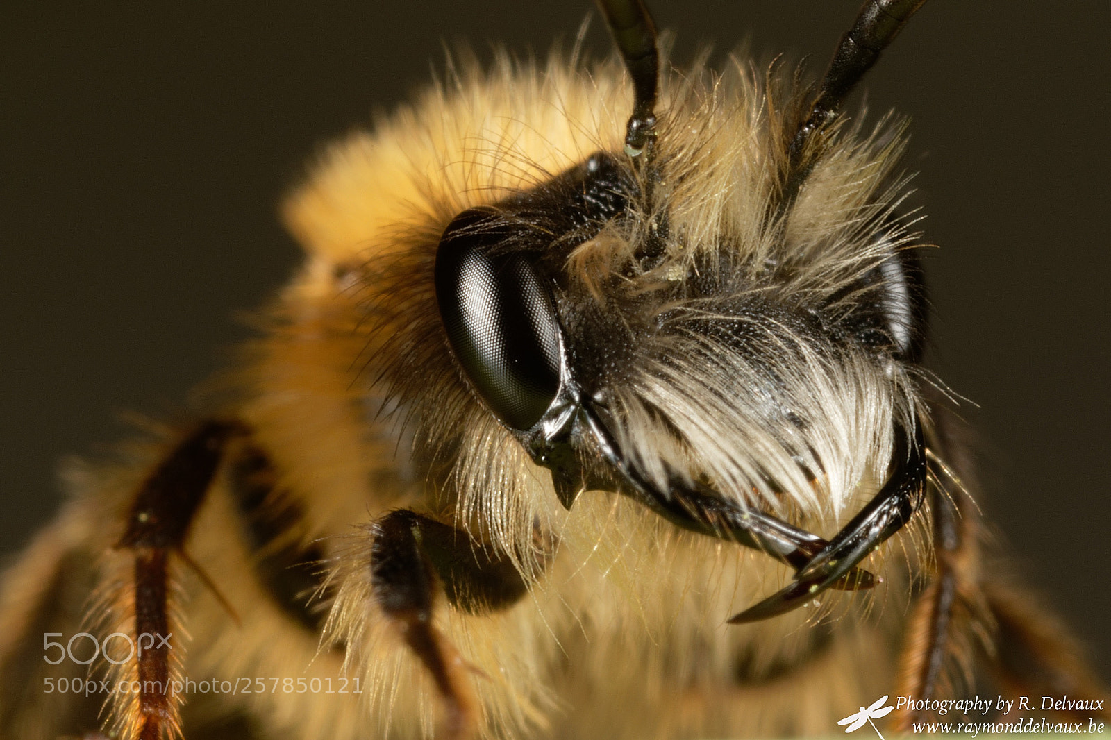 Canon EOS 7D Mark II sample photo. Wild bee photography