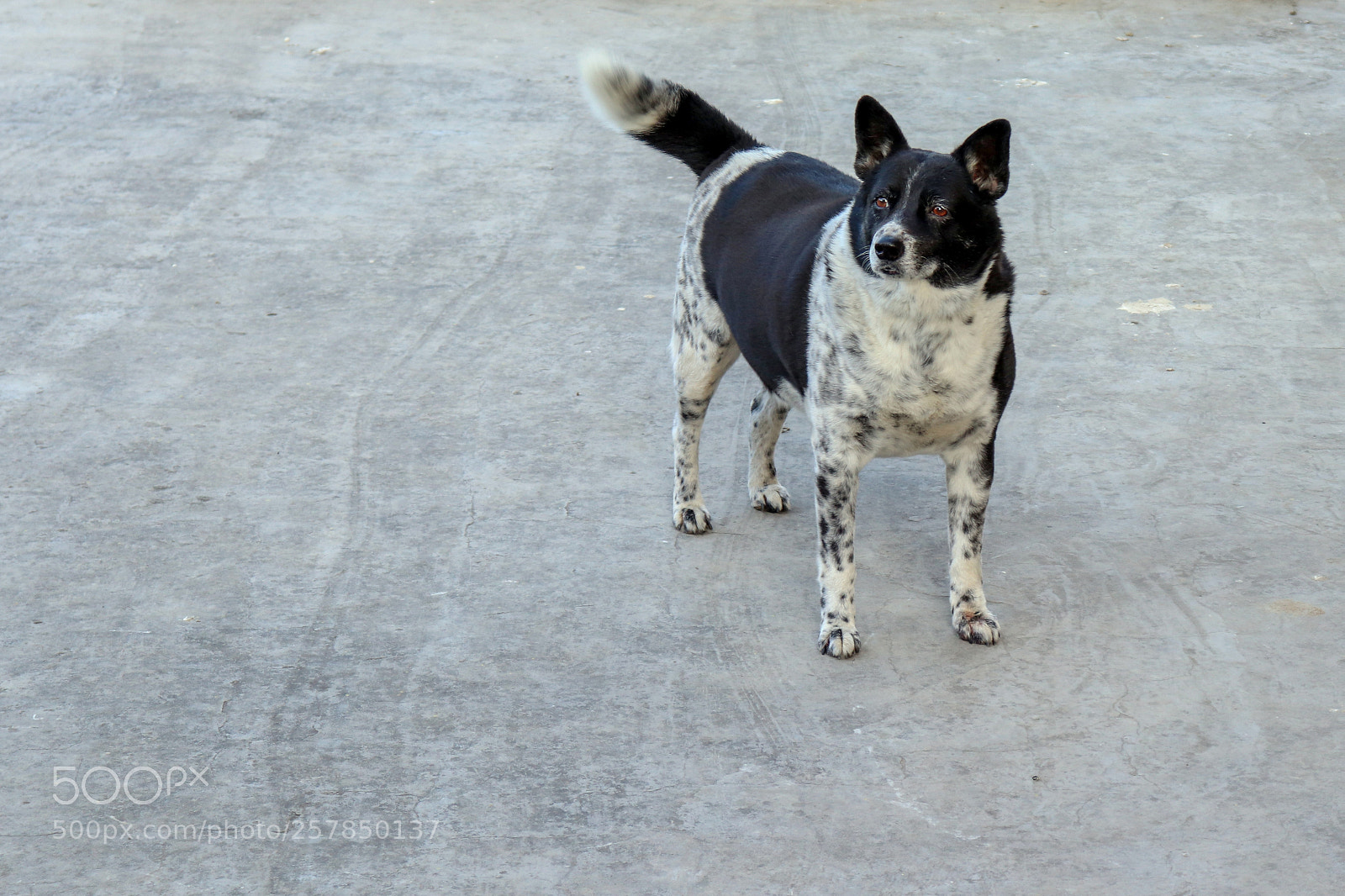 Canon EOS 200D (EOS Rebel SL2 / EOS Kiss X9) sample photo. My dog, tiddu photography