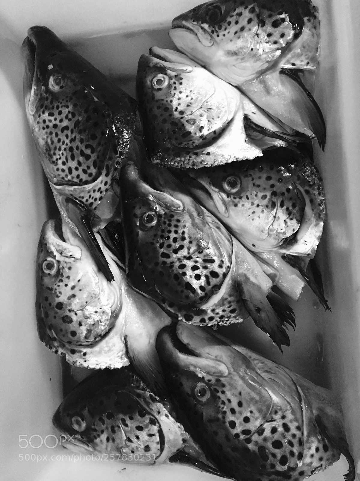 Apple iPhone SE sample photo. Fish photography