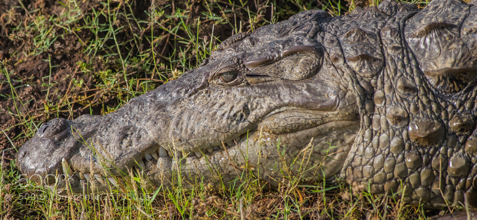 Nikon D5500 sample photo. At kabini forest, karnataka photography