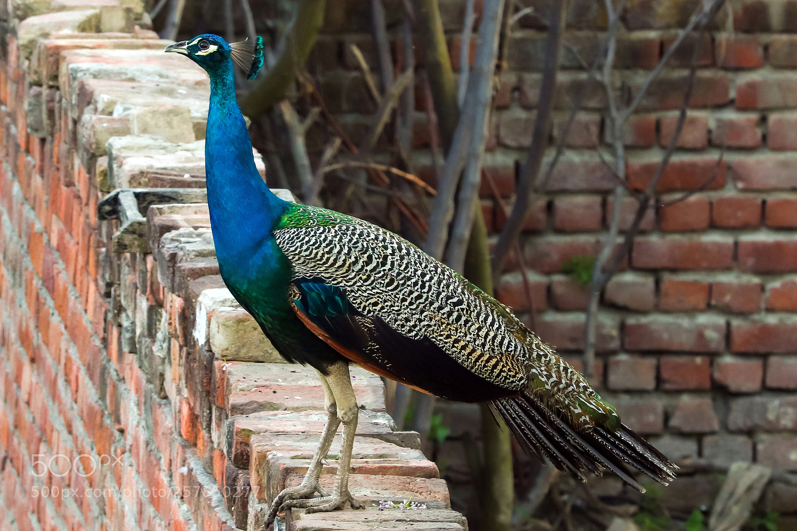 Canon EOS 200D (EOS Rebel SL2 / EOS Kiss X9) sample photo. Indian peacock on a photography
