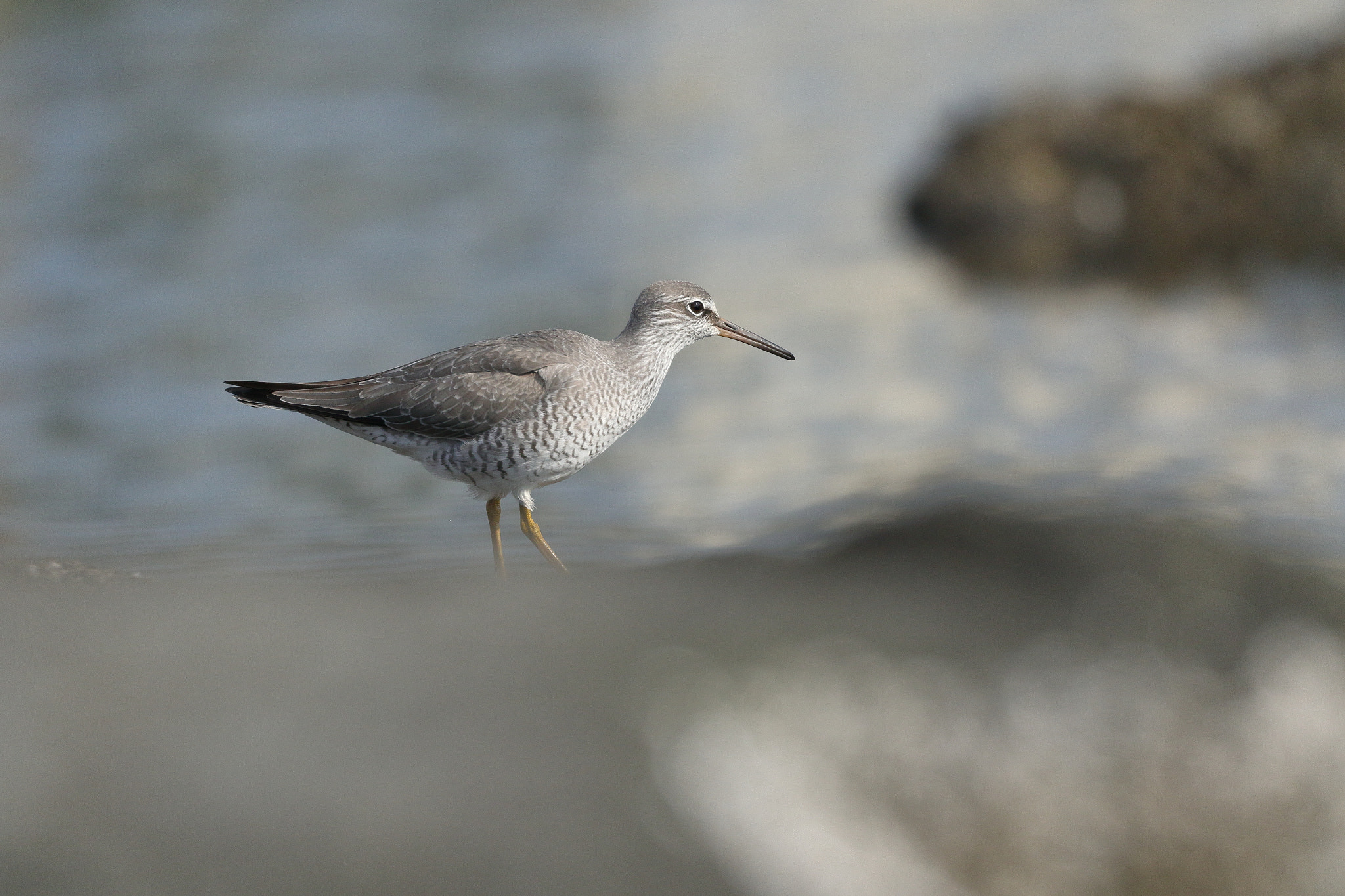 Canon EOS 7D Mark II sample photo. キアシシギ 7i2a1843 photography