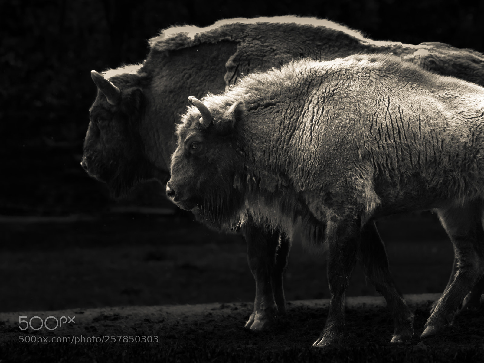 Canon EOS 6D Mark II sample photo. Bison photography
