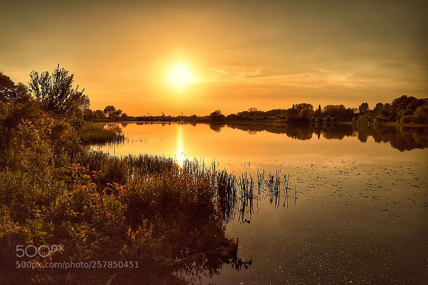 Nikon D5600 sample photo. Golden sunset photography