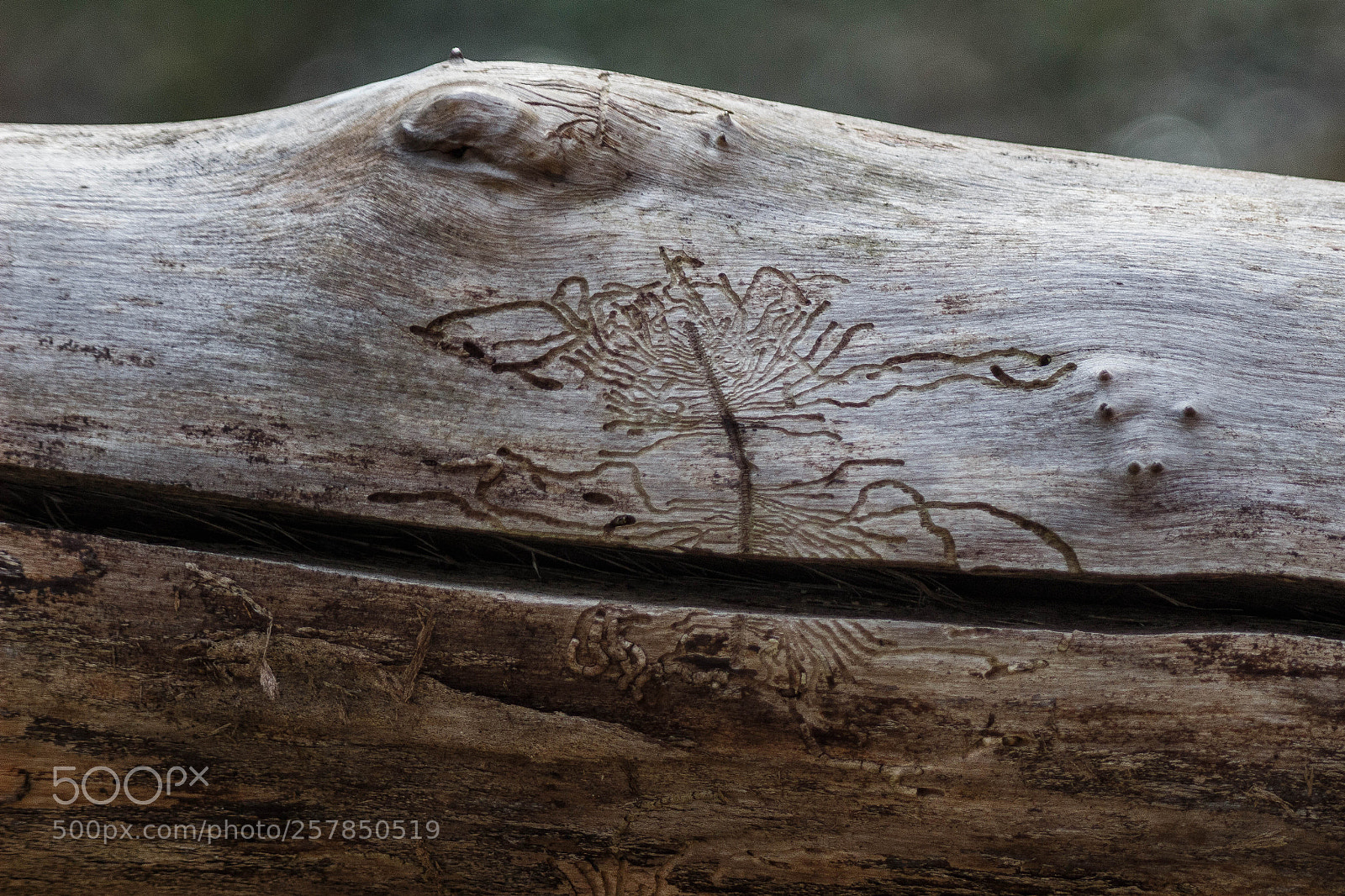 Canon EOS 100D (EOS Rebel SL1 / EOS Kiss X7) sample photo. Bark beetle photography